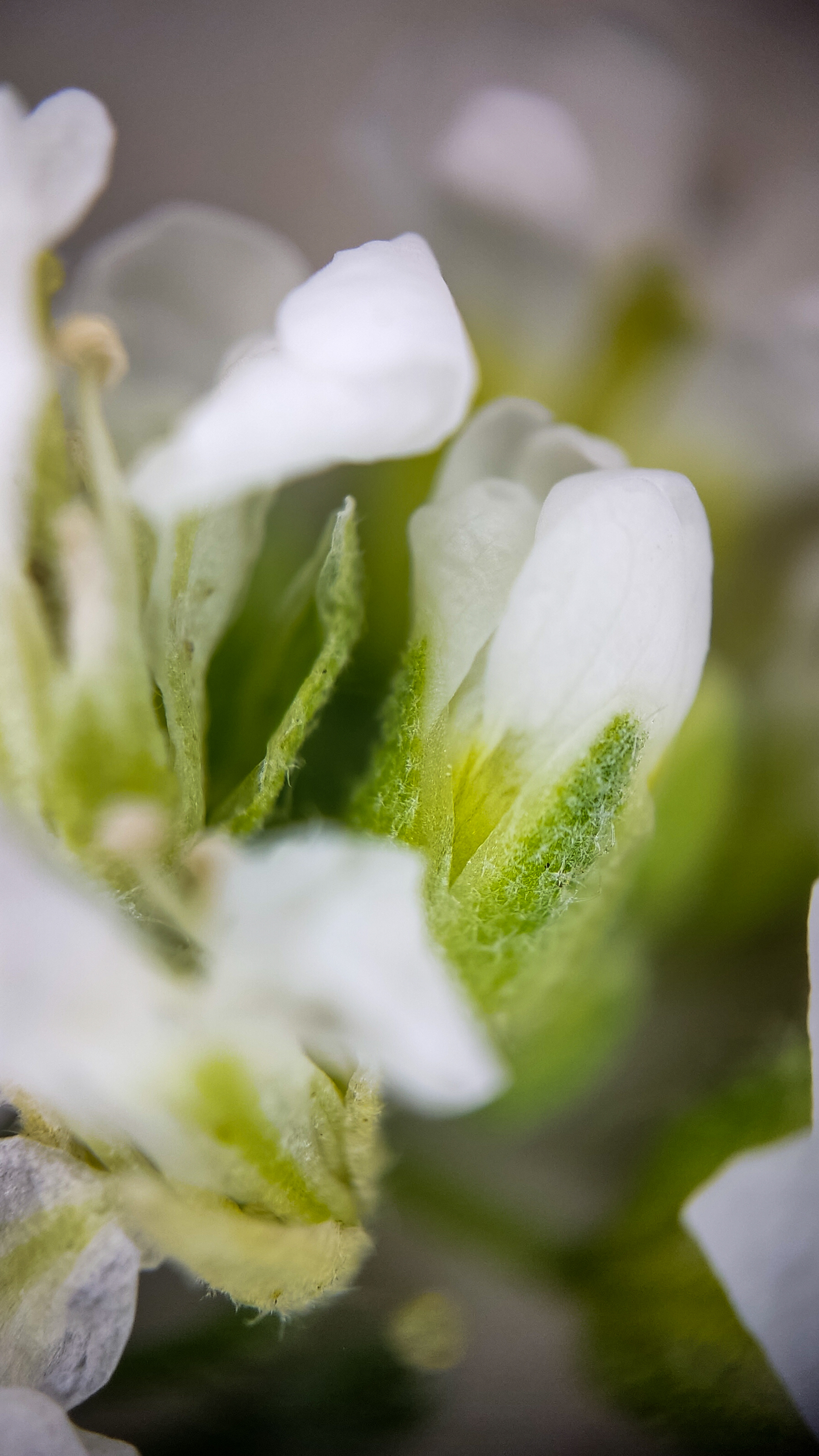 Photo project Let's take a closer look post No. 69. Ikotnik gray - My, Bloom, Macro photography, Plants, Gardening, Garden, Microfilming, Medicinal herbs, The photo, Longpost