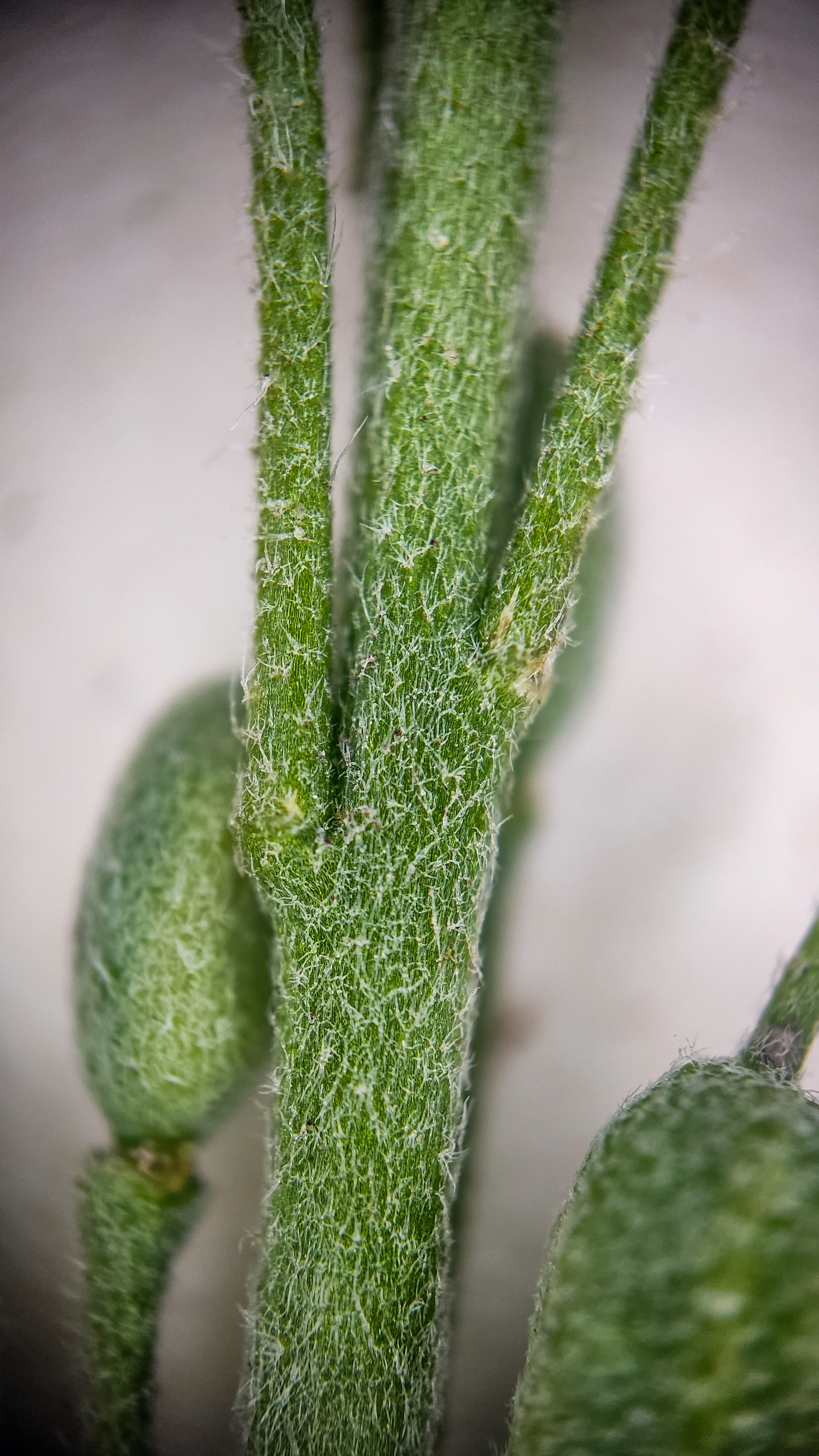 Photo project Let's take a closer look post No. 69. Ikotnik gray - My, Bloom, Macro photography, Plants, Gardening, Garden, Microfilming, Medicinal herbs, The photo, Longpost