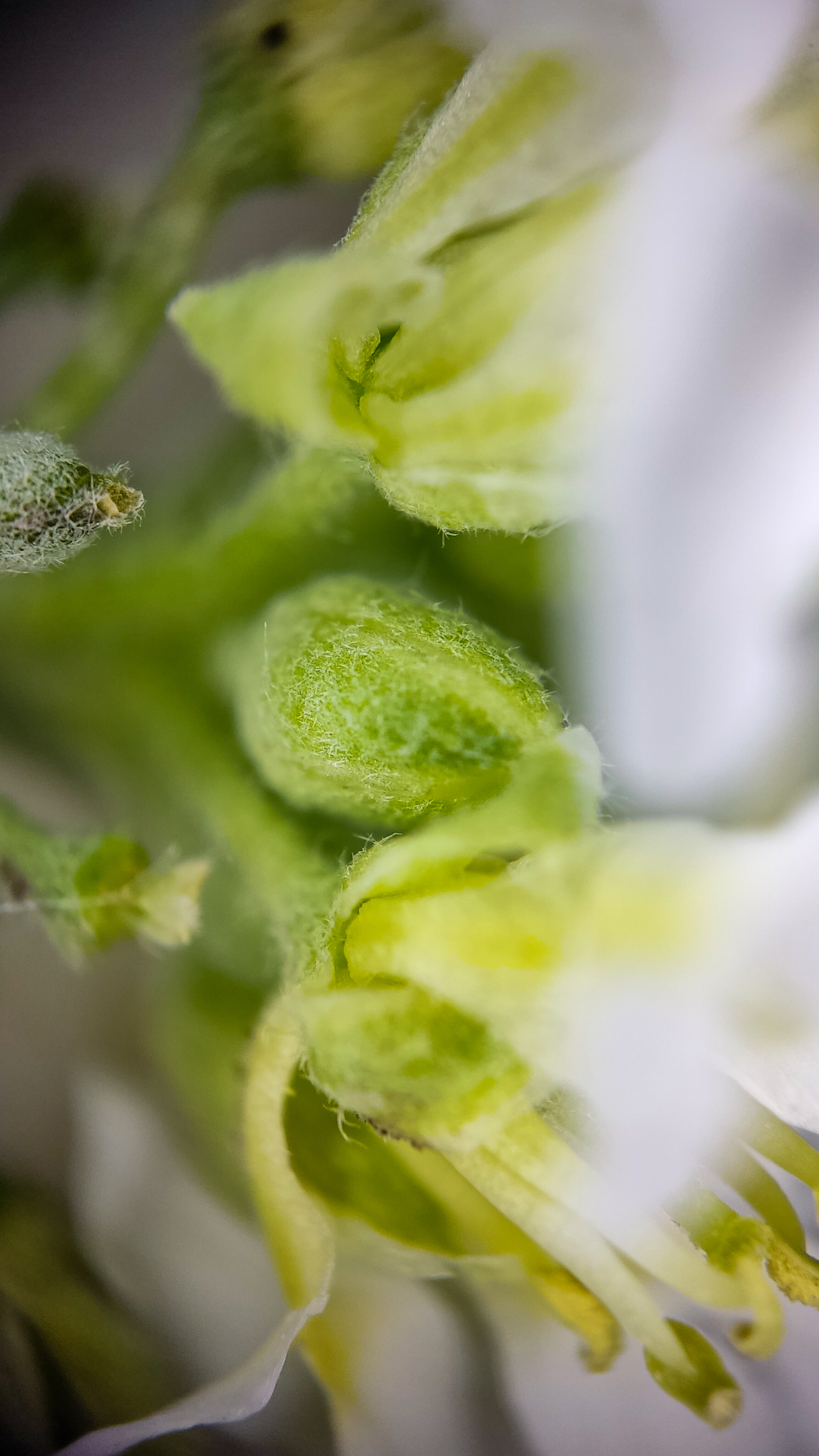 Photo project Let's take a closer look post No. 69. Ikotnik gray - My, Bloom, Macro photography, Plants, Gardening, Garden, Microfilming, Medicinal herbs, The photo, Longpost