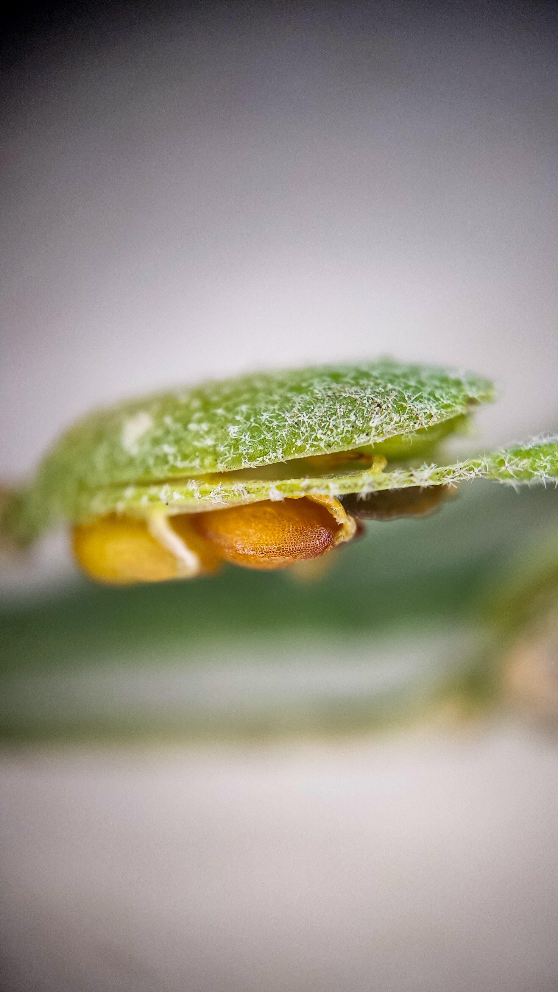 Photo project Let's take a closer look post No. 69. Ikotnik gray - My, Bloom, Macro photography, Plants, Gardening, Garden, Microfilming, Medicinal herbs, The photo, Longpost