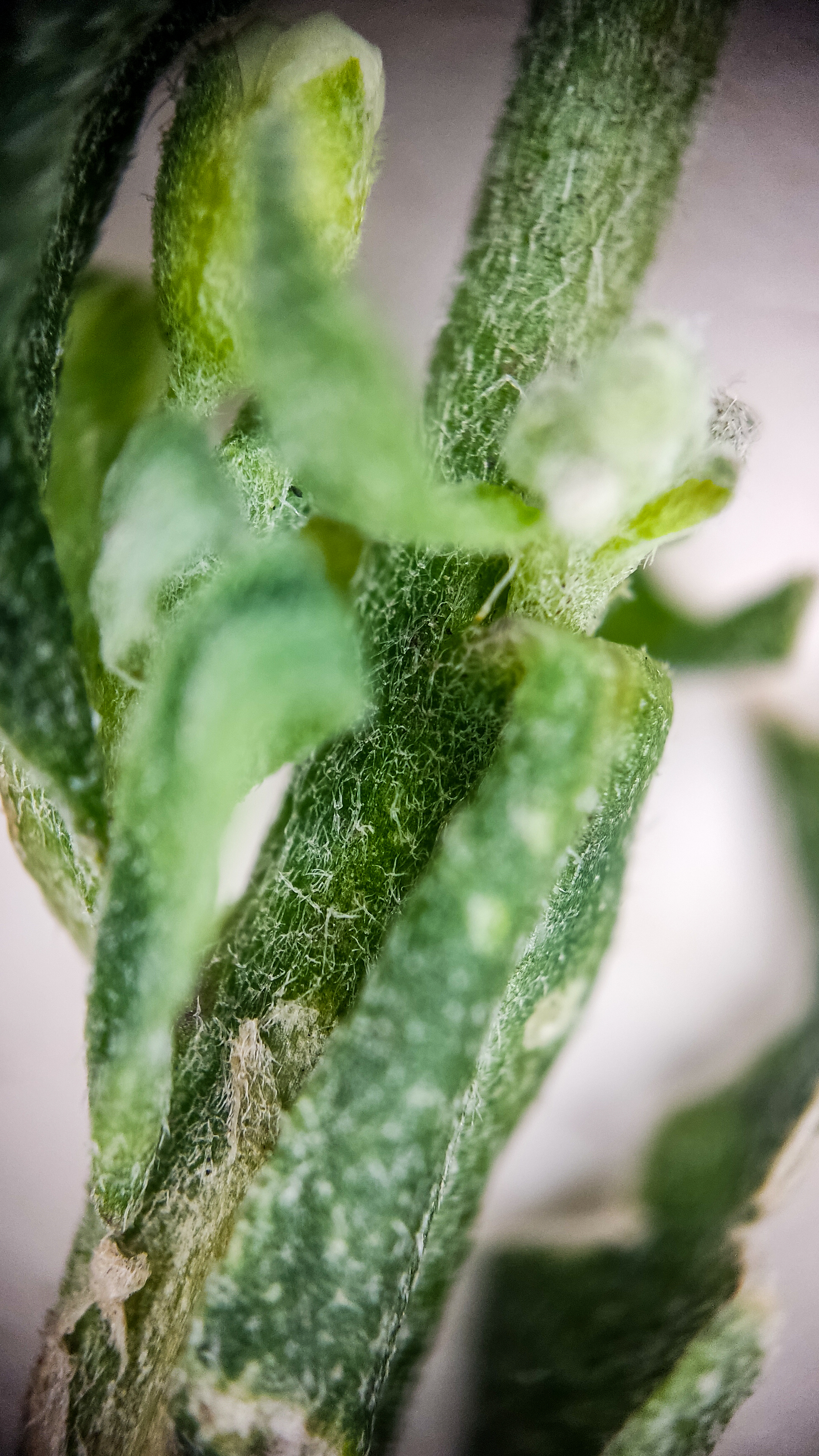 Photo project Let's take a closer look post No. 69. Ikotnik gray - My, Bloom, Macro photography, Plants, Gardening, Garden, Microfilming, Medicinal herbs, The photo, Longpost