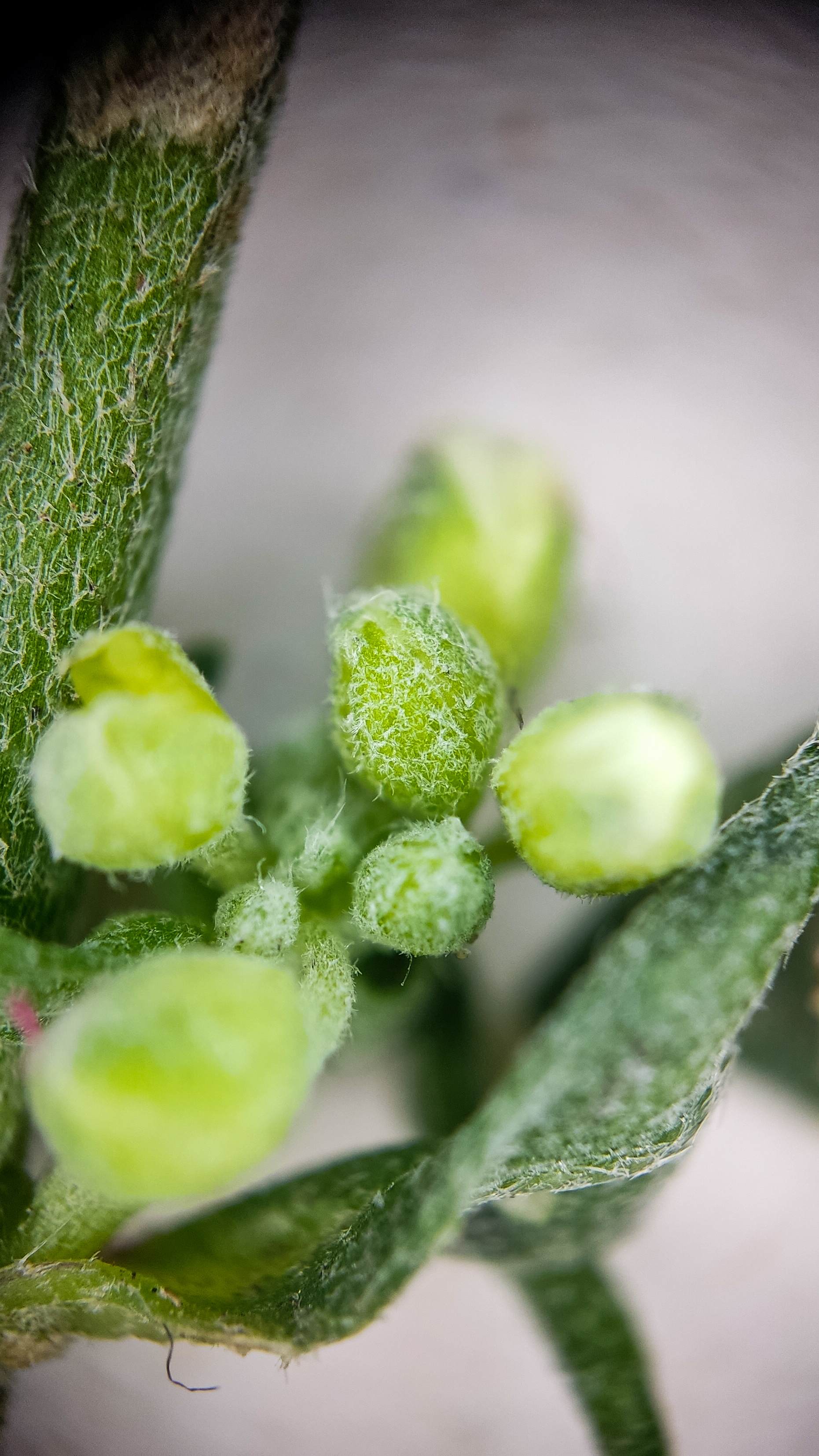 Photo project Let's take a closer look post No. 69. Ikotnik gray - My, Bloom, Macro photography, Plants, Gardening, Garden, Microfilming, Medicinal herbs, The photo, Longpost