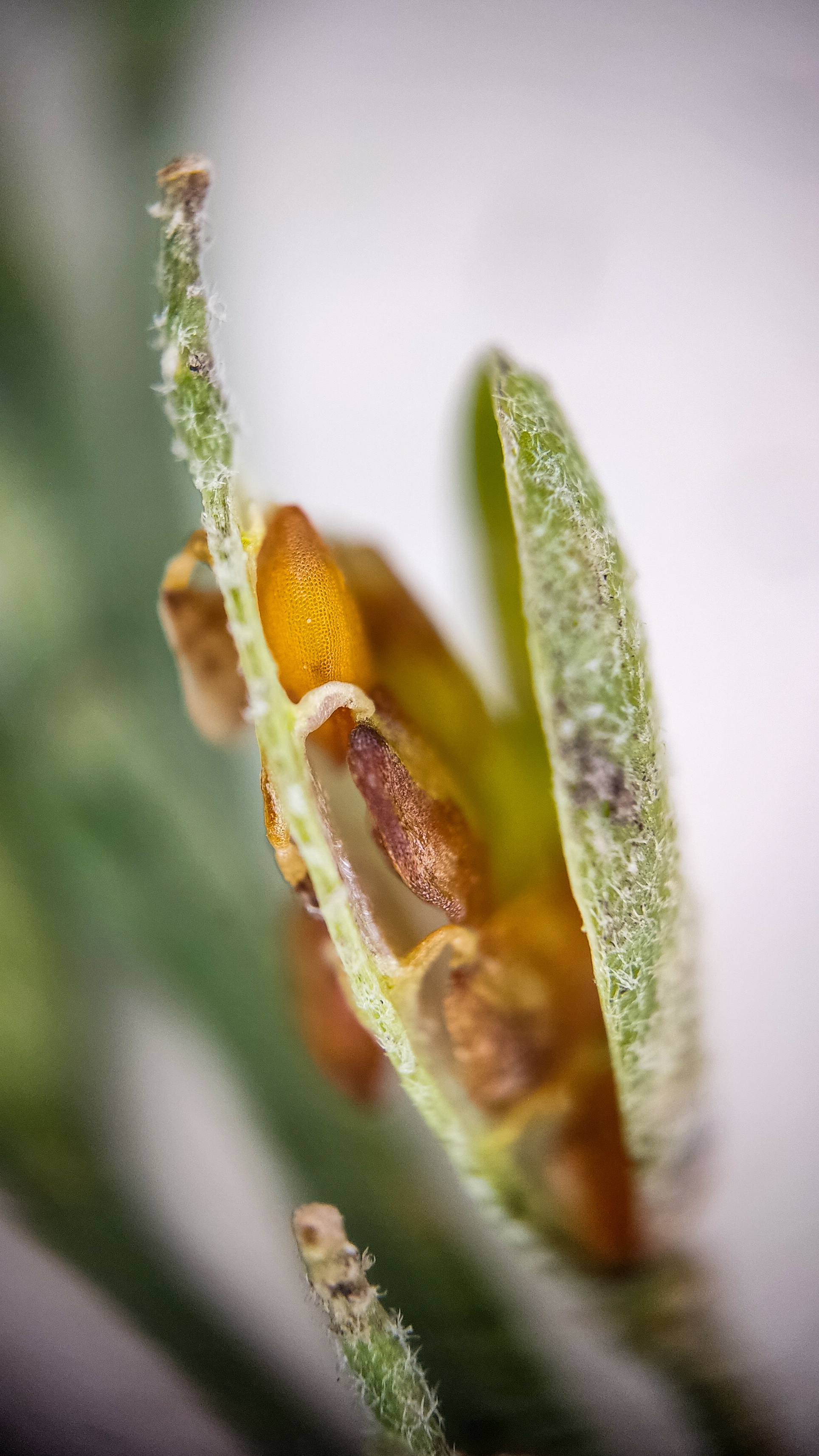 Photo project Let's take a closer look post No. 69. Ikotnik gray - My, Bloom, Macro photography, Plants, Gardening, Garden, Microfilming, Medicinal herbs, The photo, Longpost