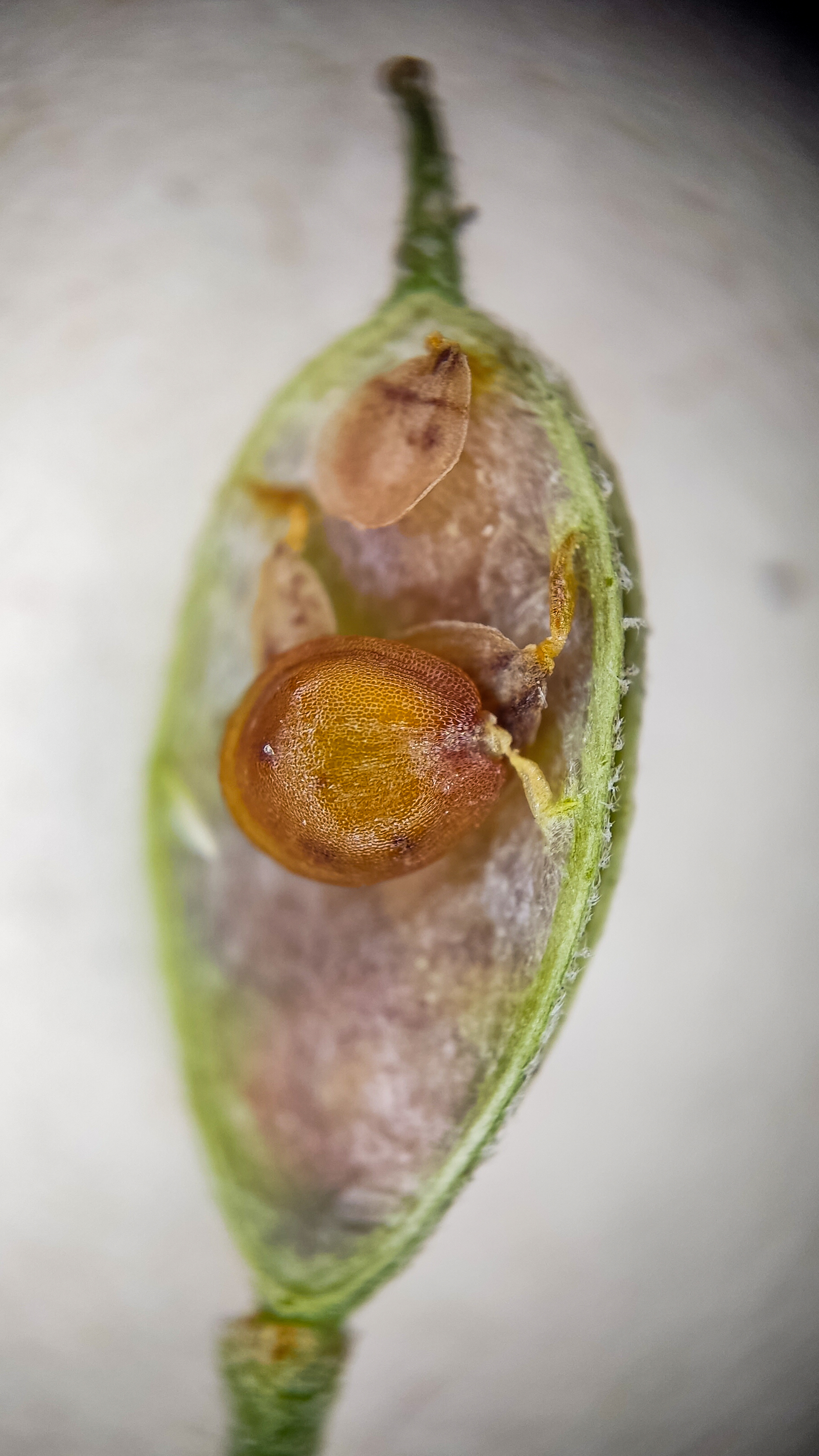 Photo project Let's take a closer look post No. 69. Ikotnik gray - My, Bloom, Macro photography, Plants, Gardening, Garden, Microfilming, Medicinal herbs, The photo, Longpost