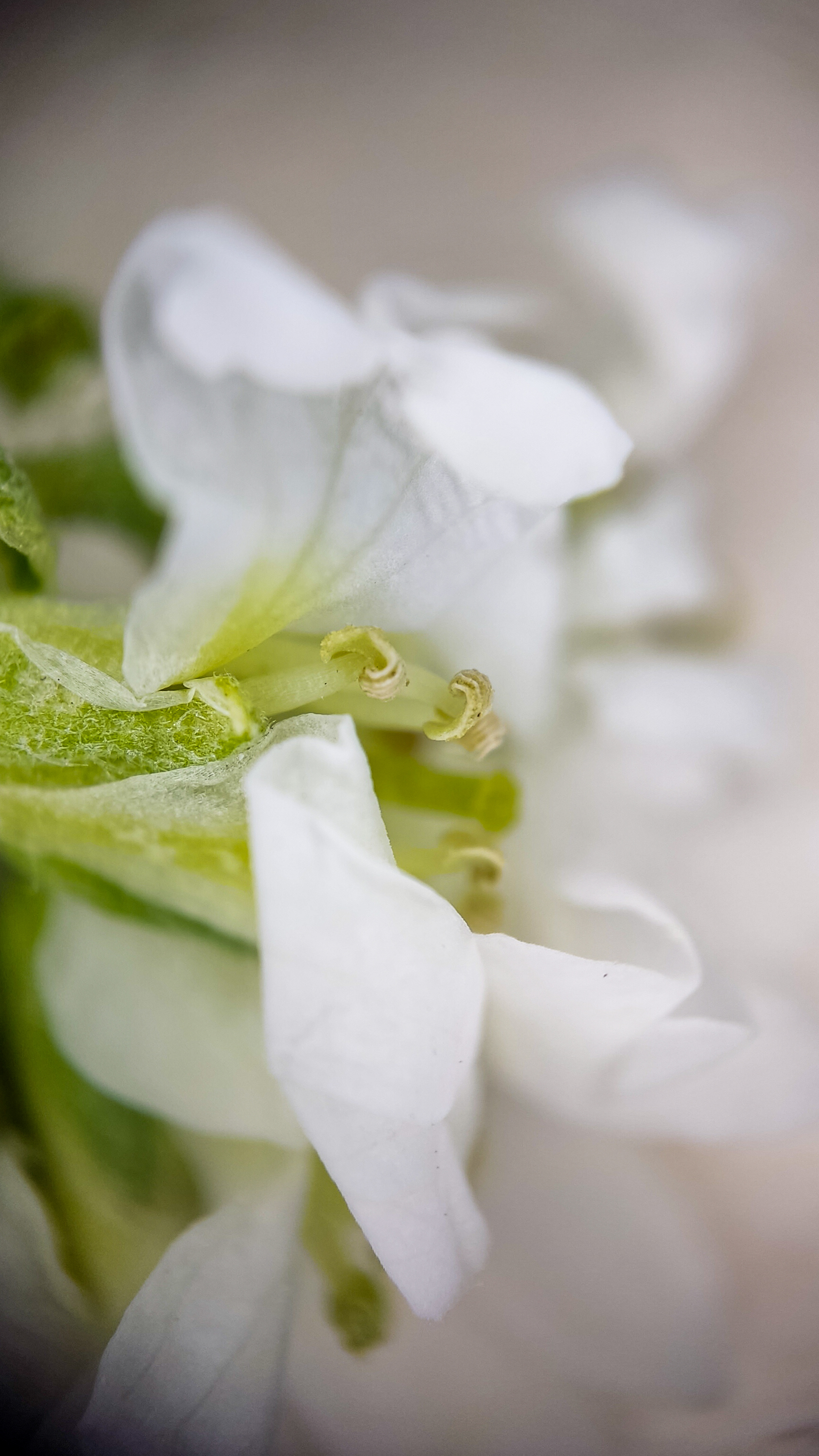 Photo project Let's take a closer look post No. 69. Ikotnik gray - My, Bloom, Macro photography, Plants, Gardening, Garden, Microfilming, Medicinal herbs, The photo, Longpost