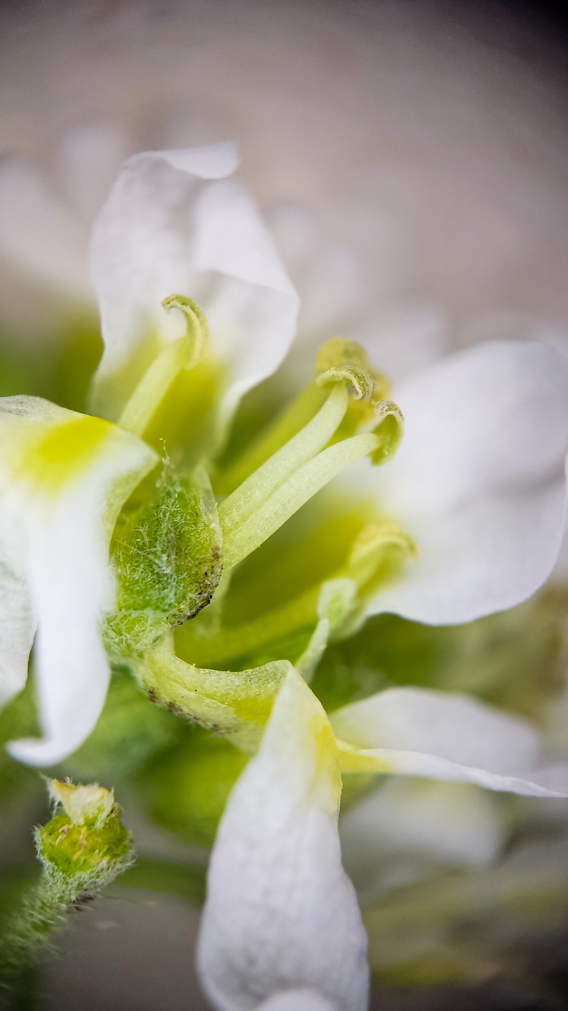 Photo project Let's take a closer look post No. 69. Ikotnik gray - My, Bloom, Macro photography, Plants, Gardening, Garden, Microfilming, Medicinal herbs, The photo, Longpost