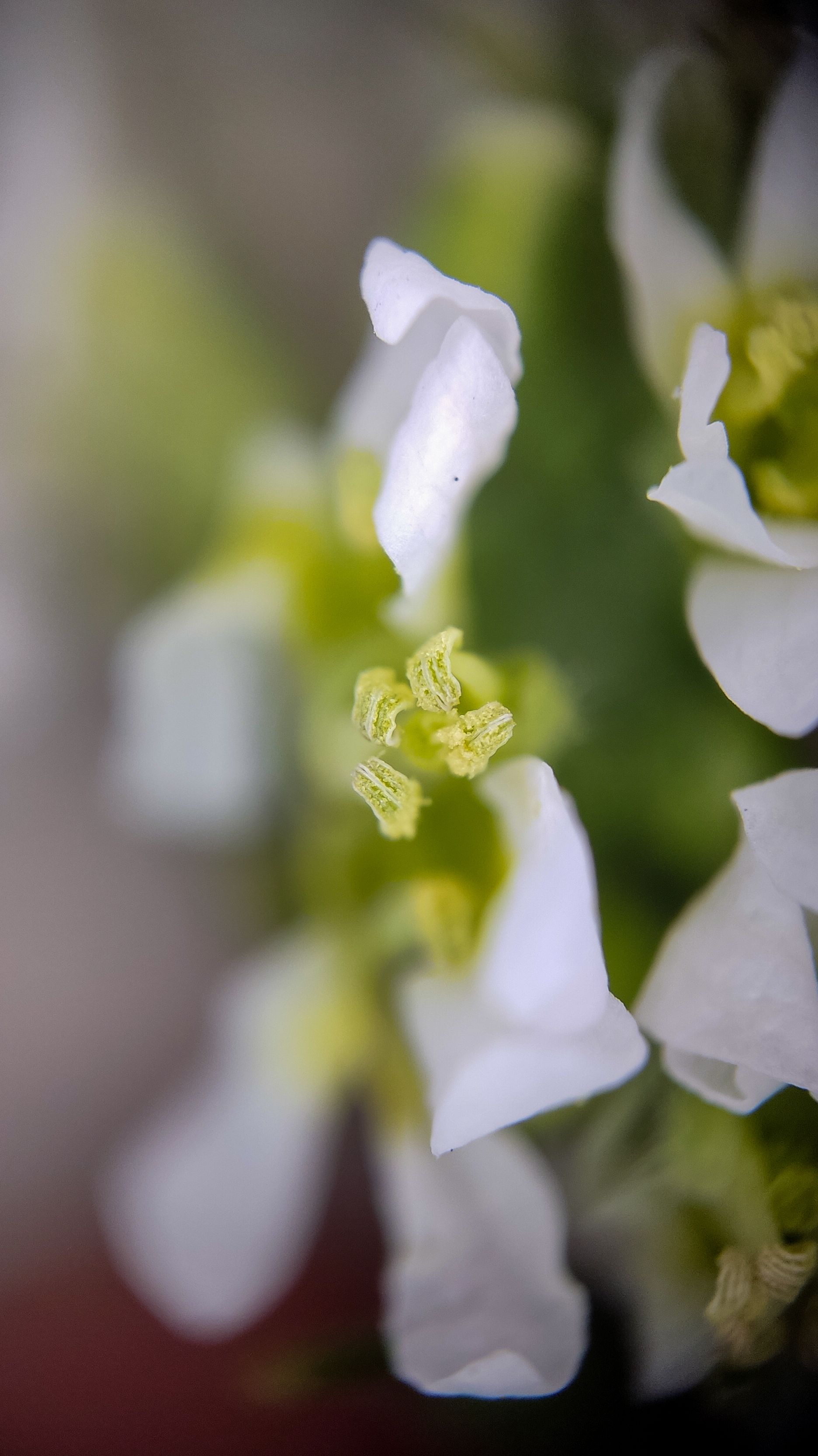 Photo project Let's take a closer look post No. 69. Ikotnik gray - My, Bloom, Macro photography, Plants, Gardening, Garden, Microfilming, Medicinal herbs, The photo, Longpost