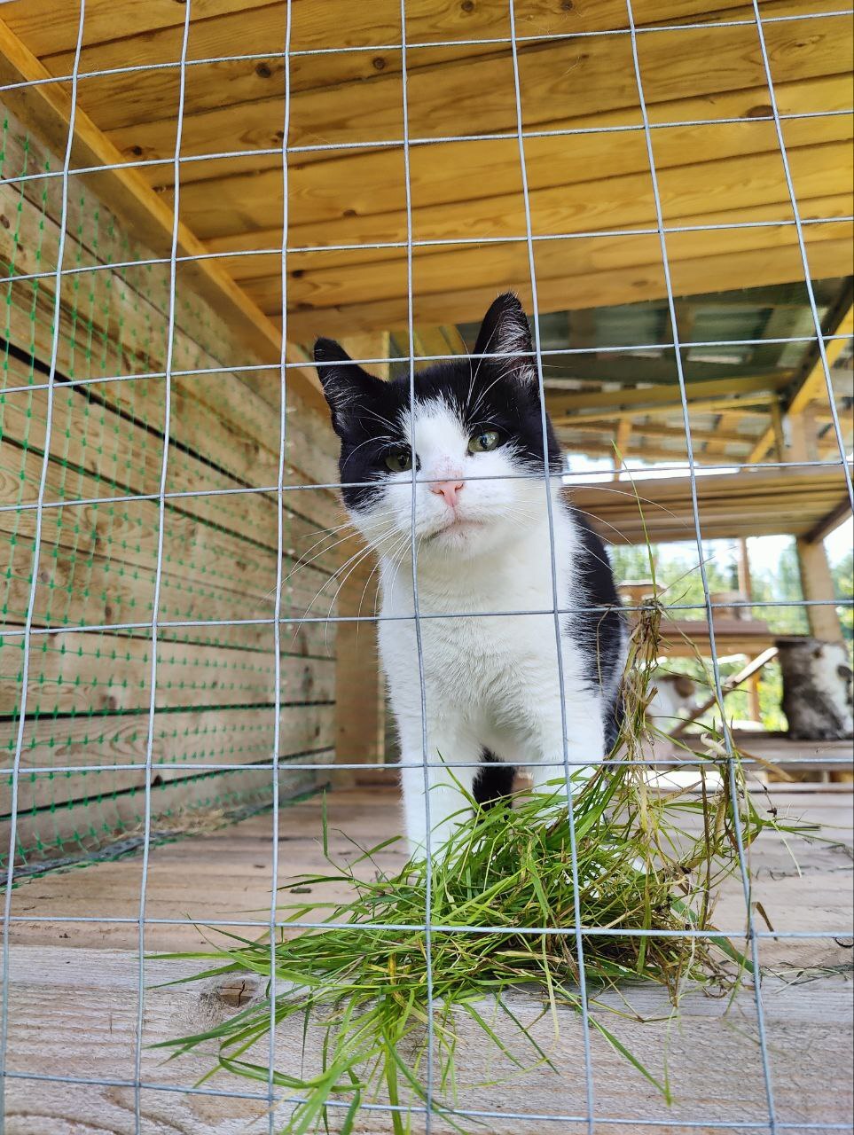 Морды спасенных котиков с дач, где я живу - Моё, Дача, Вертикальное видео, Кот, Спасение животных, Тосно, Длиннопост