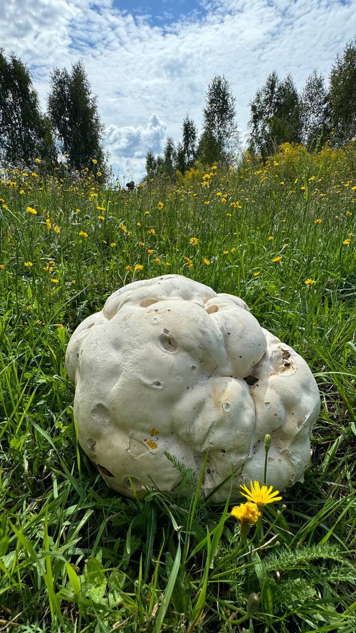 Giant mushroom - My, Mushrooms, Biology, Video, Vertical video, Longpost, Giants, The photo