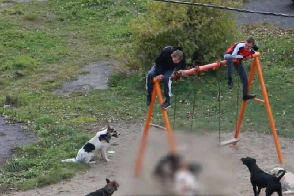 Children survive among packs of stray dogs. Chronicles of modern Russia - My, Stray dogs, Radical animal protection, Osvv, Burmatov, Russia, Rights of the child, Human rights, Biological hazard, Longpost, Dog, A wave of posts, Negative