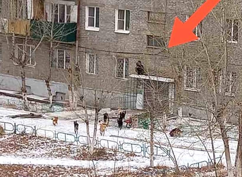 Children survive among packs of stray dogs. Chronicles of modern Russia - My, Stray dogs, Radical animal protection, Osvv, Burmatov, Russia, Rights of the child, Human rights, Biological hazard, Longpost, Dog, A wave of posts, Negative