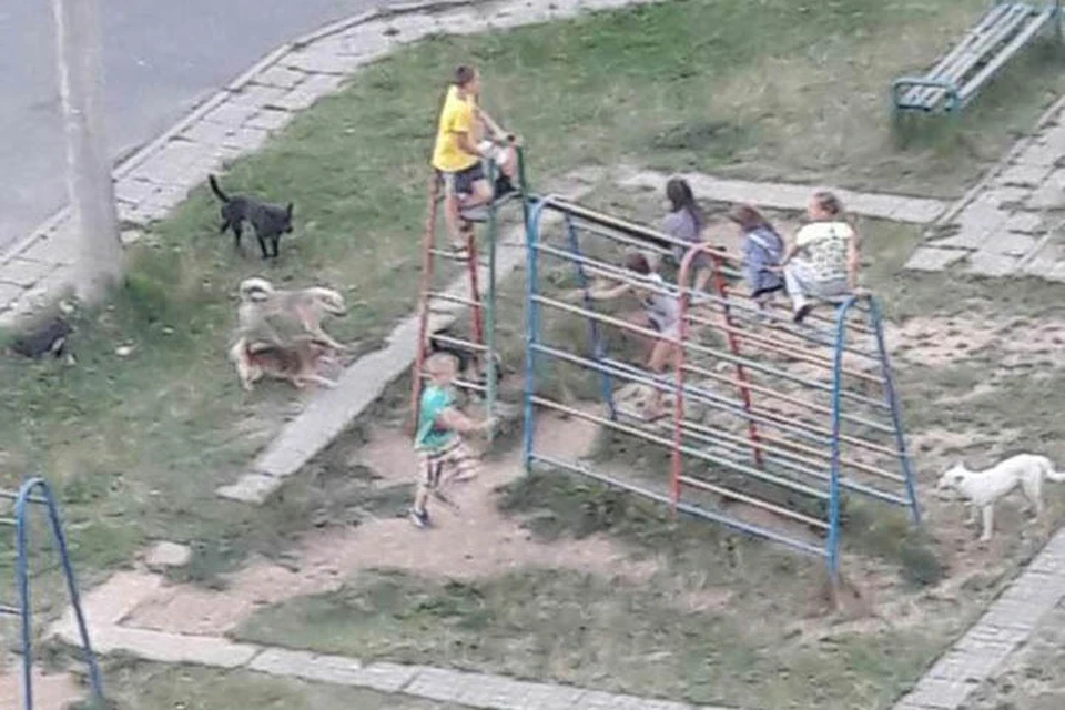 Children survive among packs of stray dogs. Chronicles of modern Russia - My, Stray dogs, Radical animal protection, Osvv, Burmatov, Russia, Rights of the child, Human rights, Biological hazard, Longpost, Dog, A wave of posts, Negative