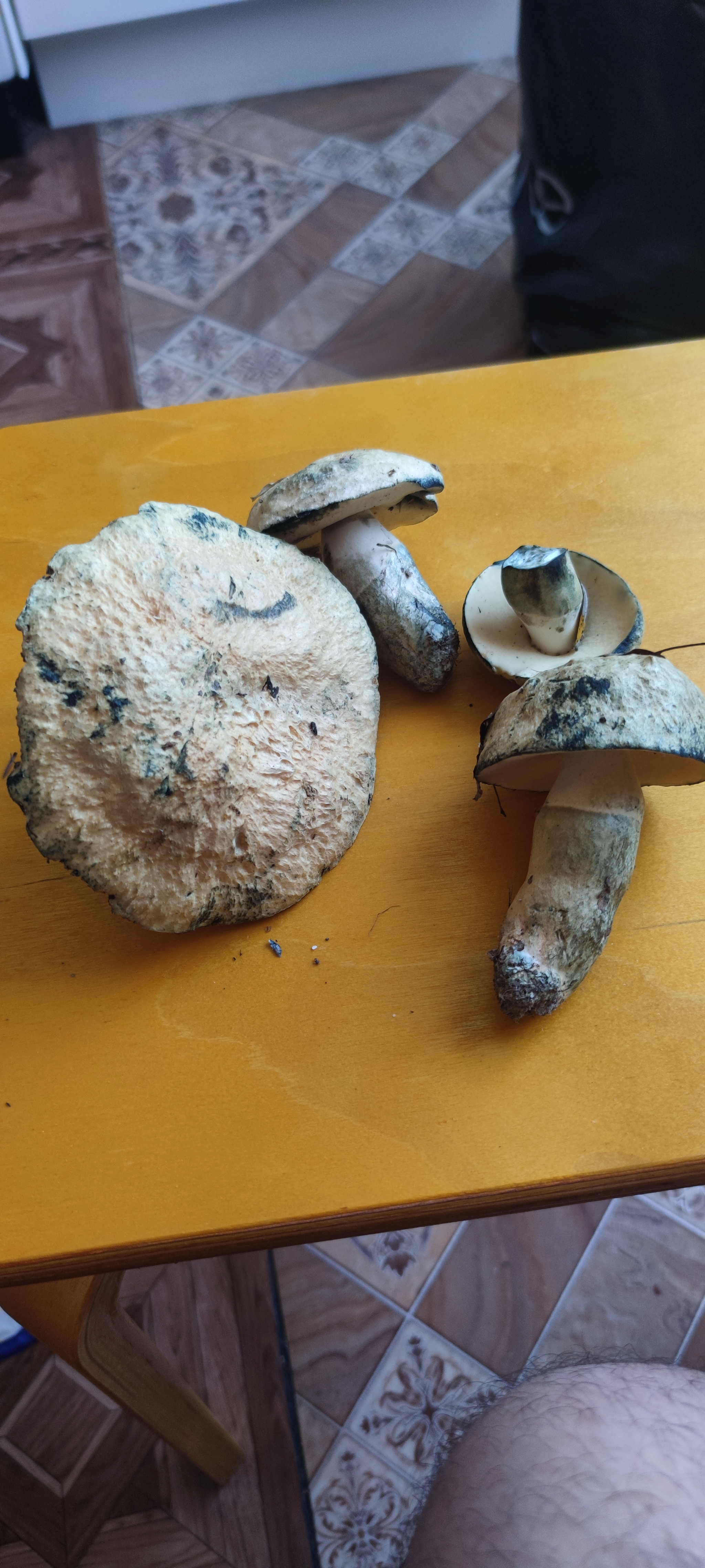 What kind of mushroom? - My, Mushrooms, Mushroom pickers, Longpost, The photo