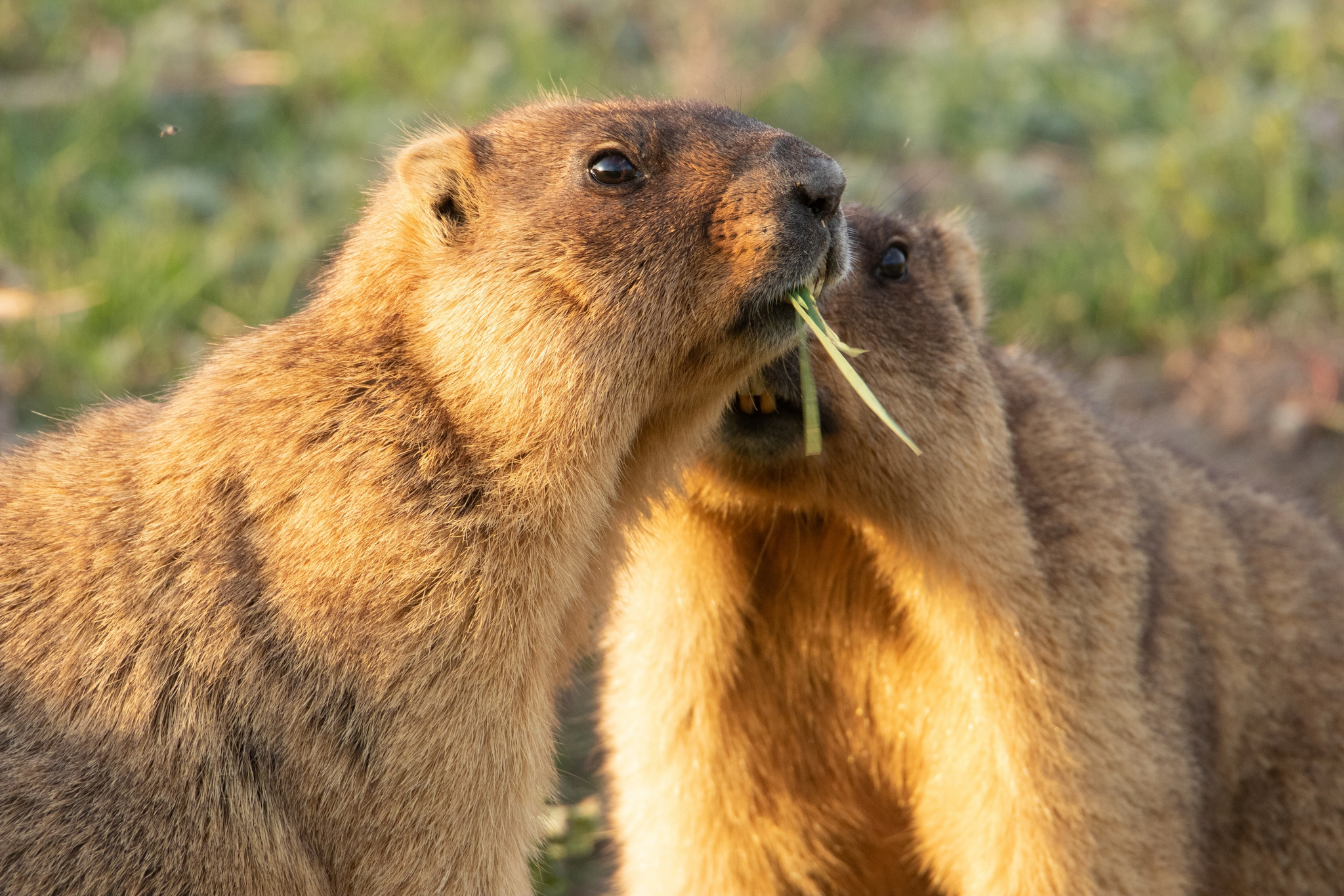 When you eat at night and haven't called your wife - My, Marmot, The photo, Animals, Nature