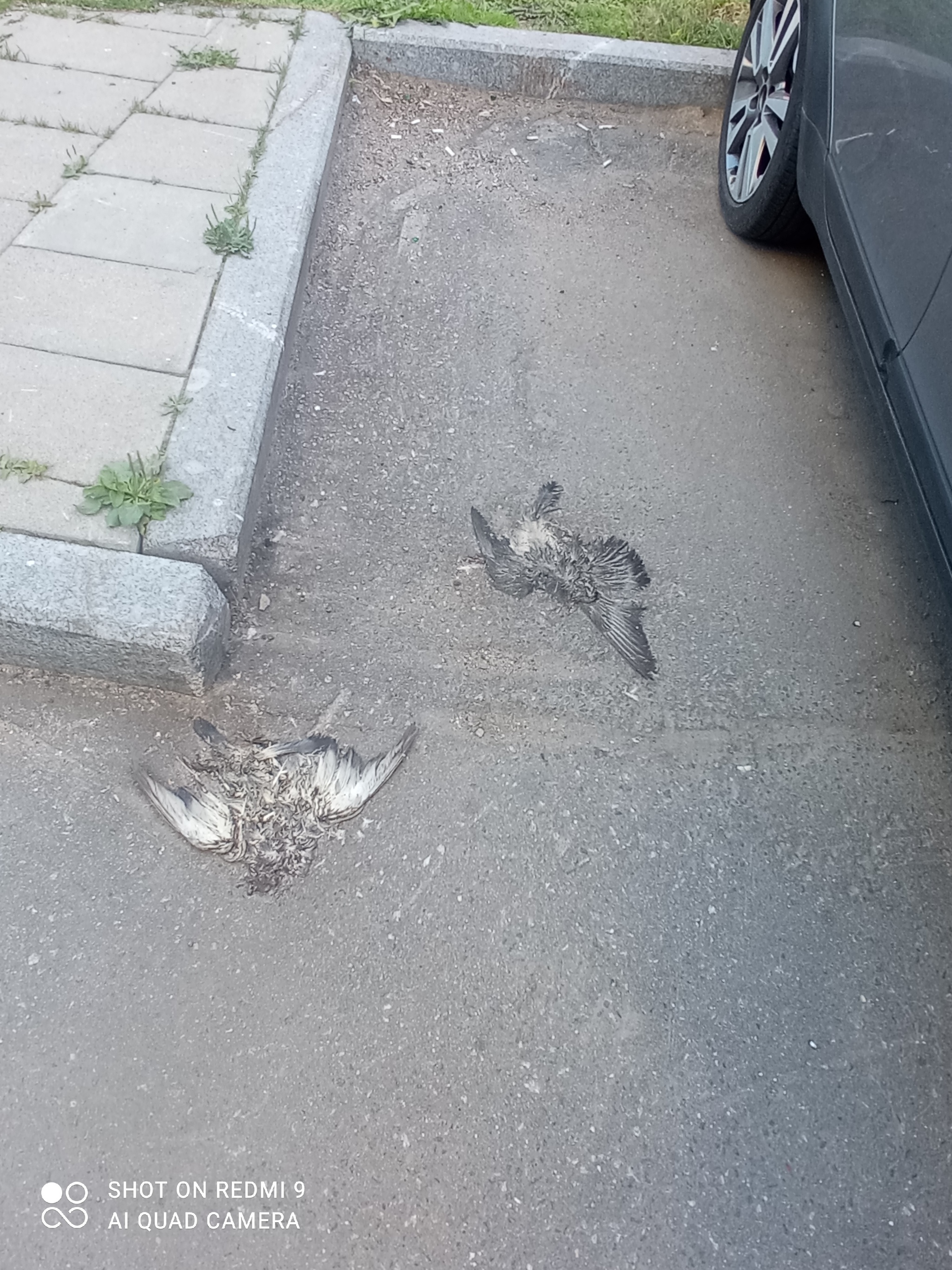 Mass death of birds in Moscow JSC - Birds, Death, Ecology, Moscow, Longpost, Negative