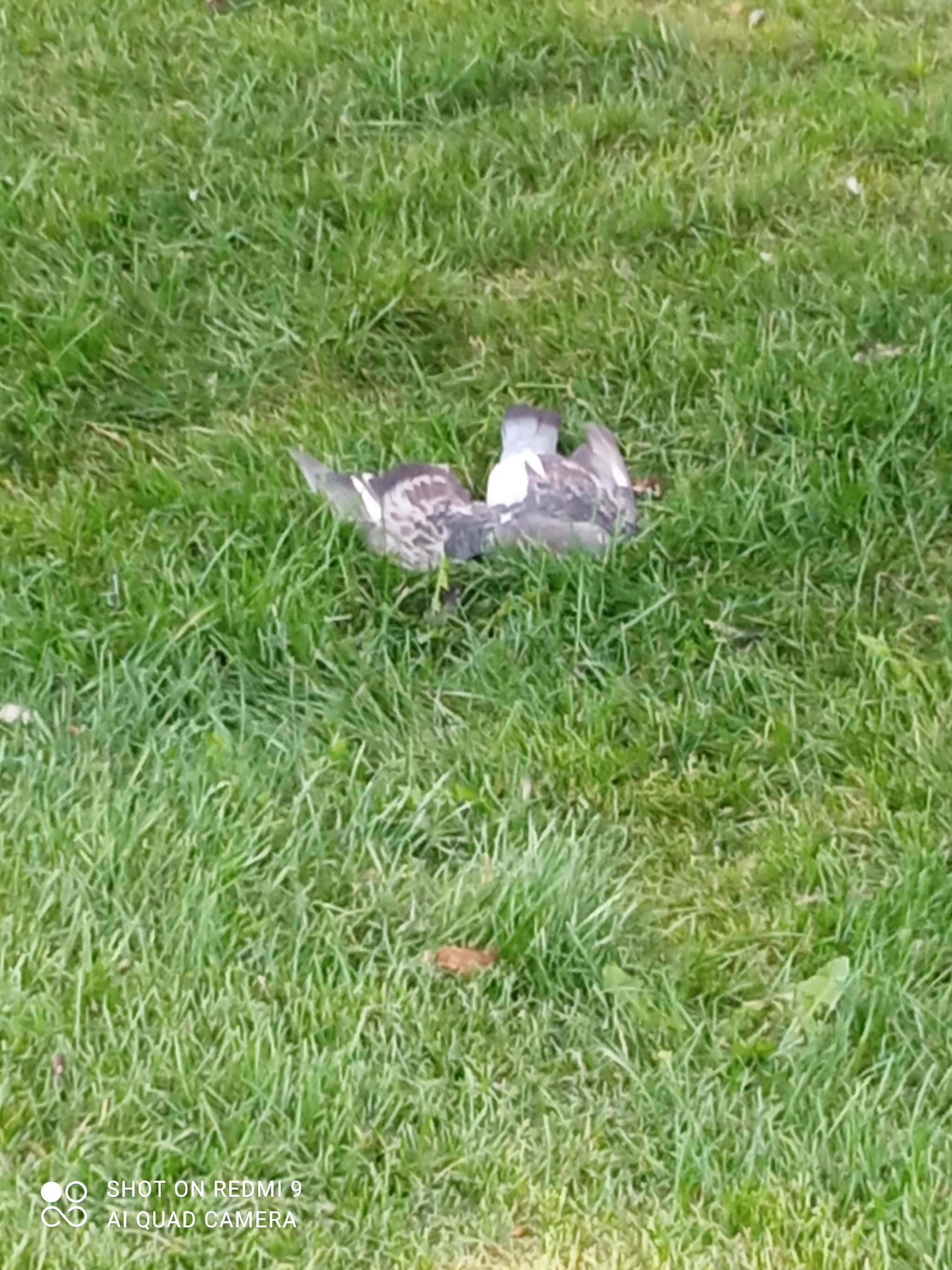 Mass death of birds in Moscow JSC - Birds, Death, Ecology, Moscow, Longpost, Negative