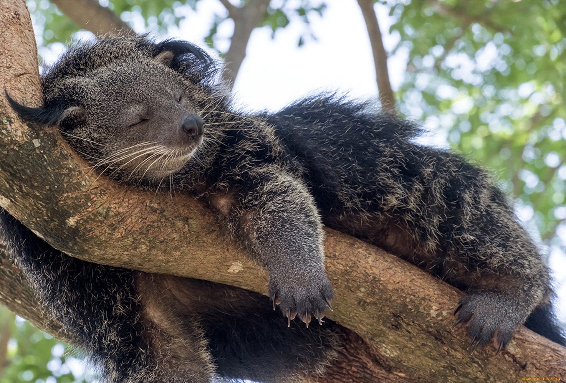 Fragrant perfumes are made from the urine of this terrible beast - My, Biology, Around the world, Animals, Nature, In the animal world, Mammals, Binturong, The beast, Rare view, The photo, GIF, Longpost