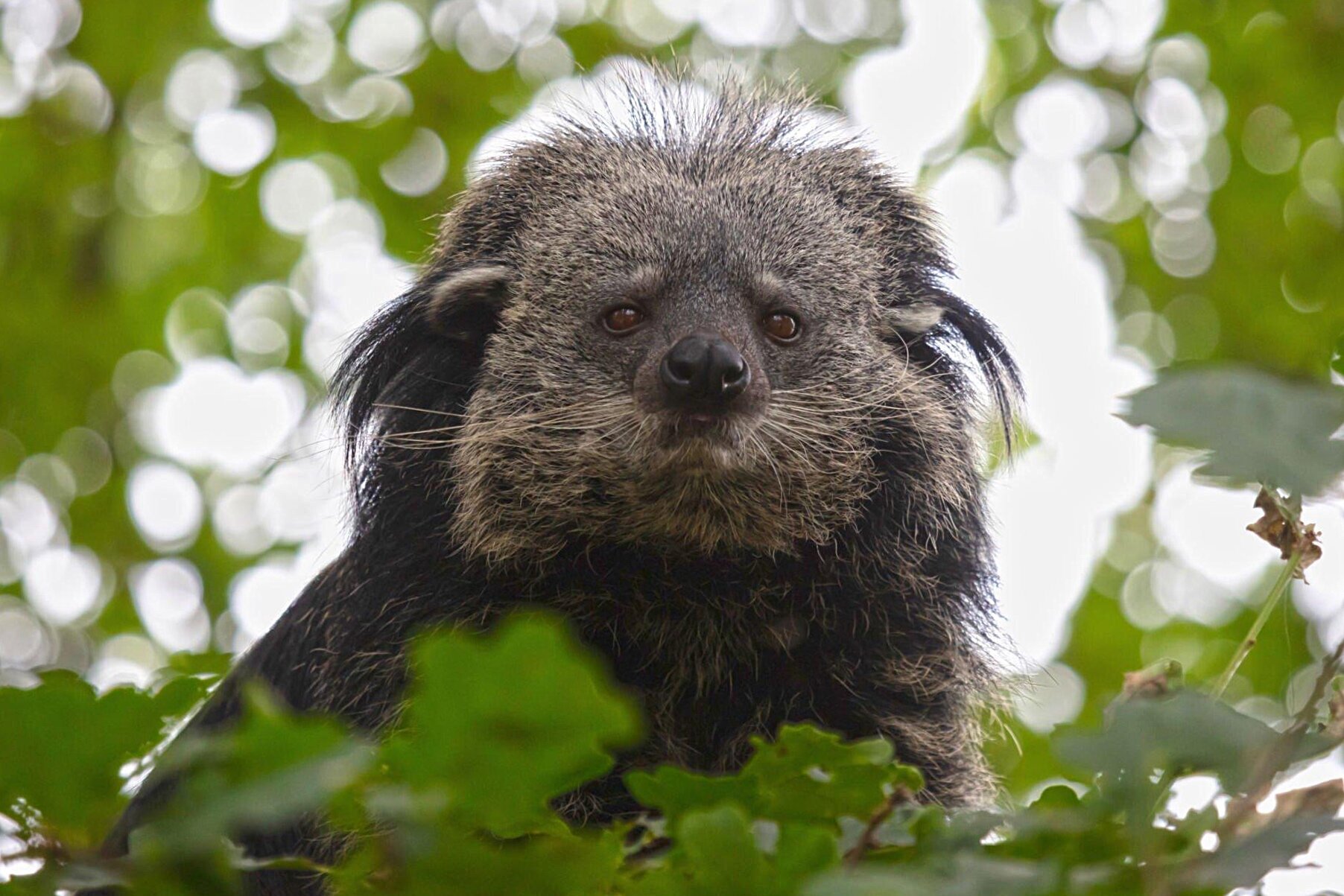 Fragrant perfumes are made from the urine of this terrible beast - My, Biology, Around the world, Animals, Nature, In the animal world, Mammals, Binturong, The beast, Rare view, The photo, GIF, Longpost