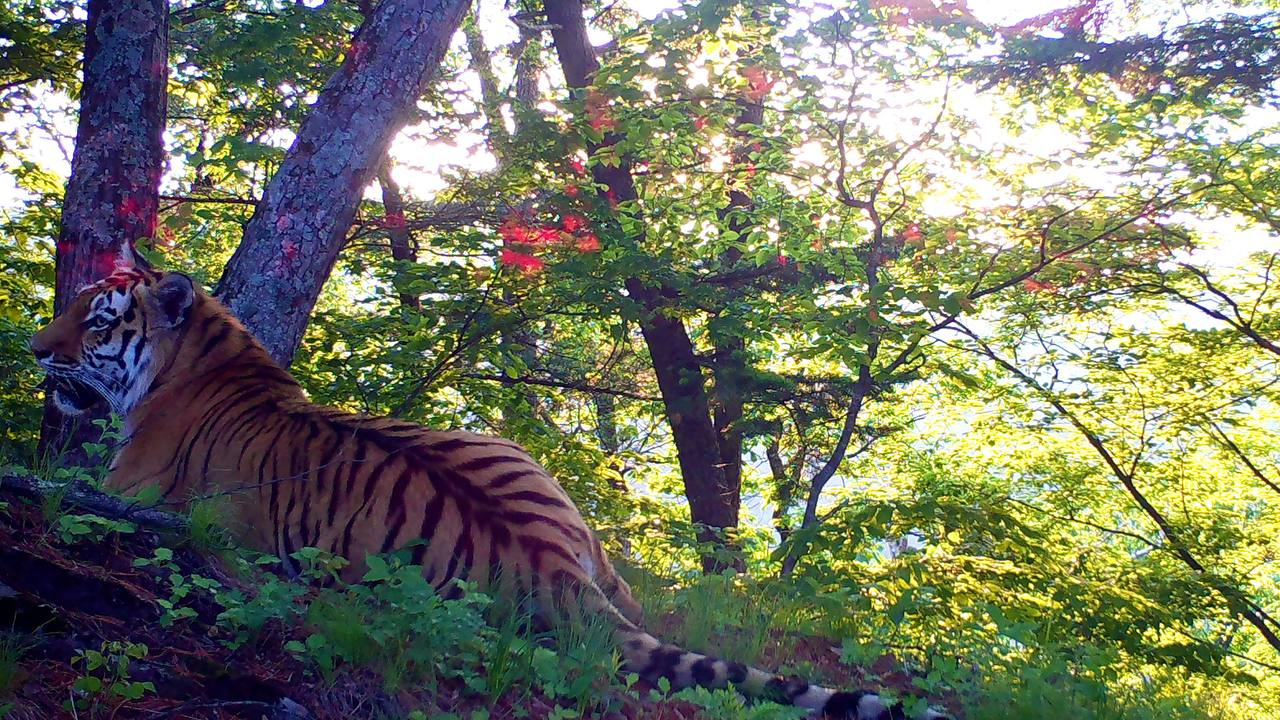 You need to wash every strip of wool - Amur tiger, beauty, wildlife, Wild animals, Tiger, Cat family, Big cats, Predatory animals, Land of the Leopard, National park, Phototrap, Primorsky Krai, Telegram (link), Longpost