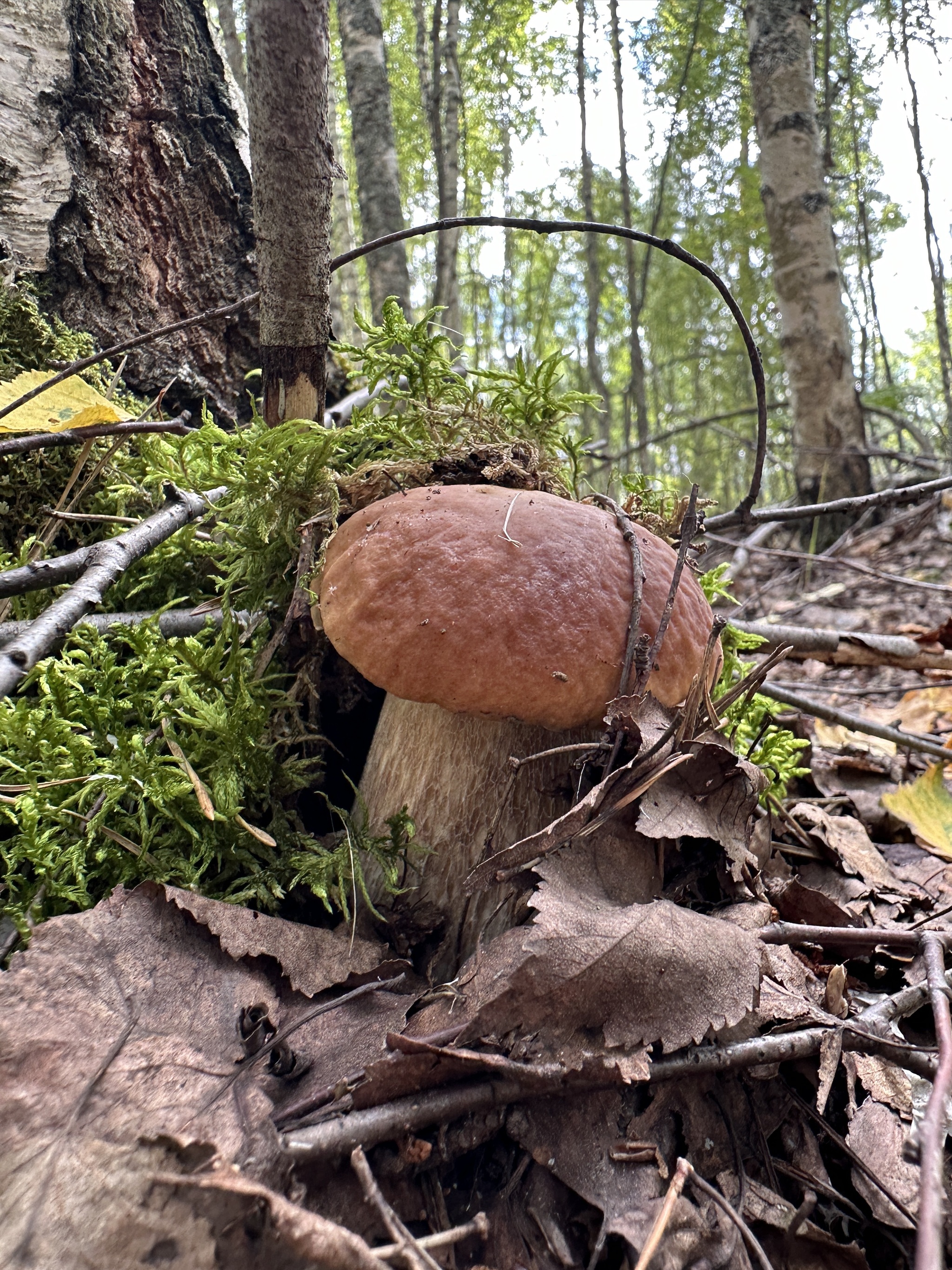 Porcini mushrooms - My, Mushrooms, Forest, Porcini, Nizhny Novgorod Region, Mobile photography, Longpost