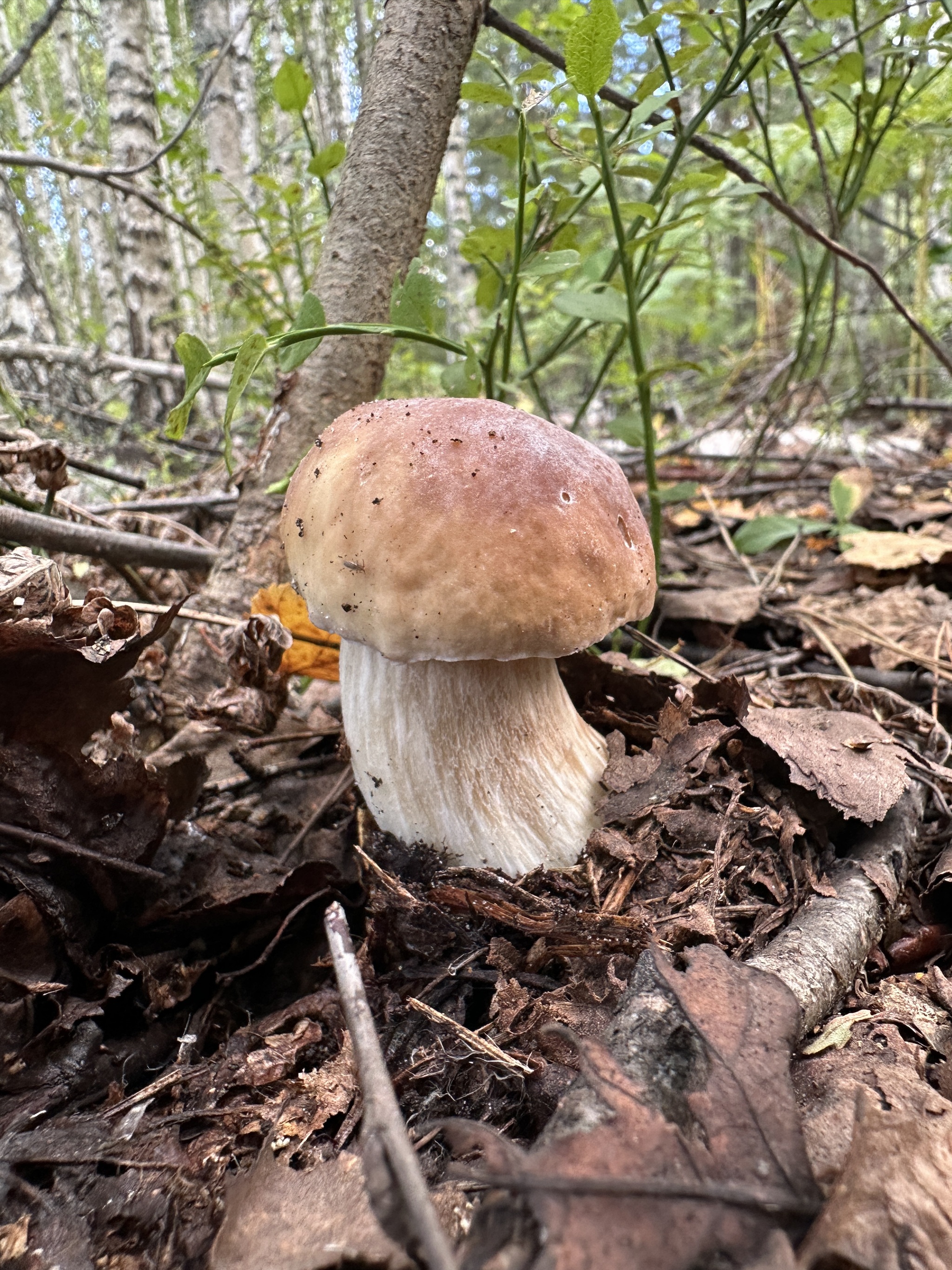 Porcini mushrooms - My, Mushrooms, Forest, Porcini, Nizhny Novgorod Region, Mobile photography, Longpost