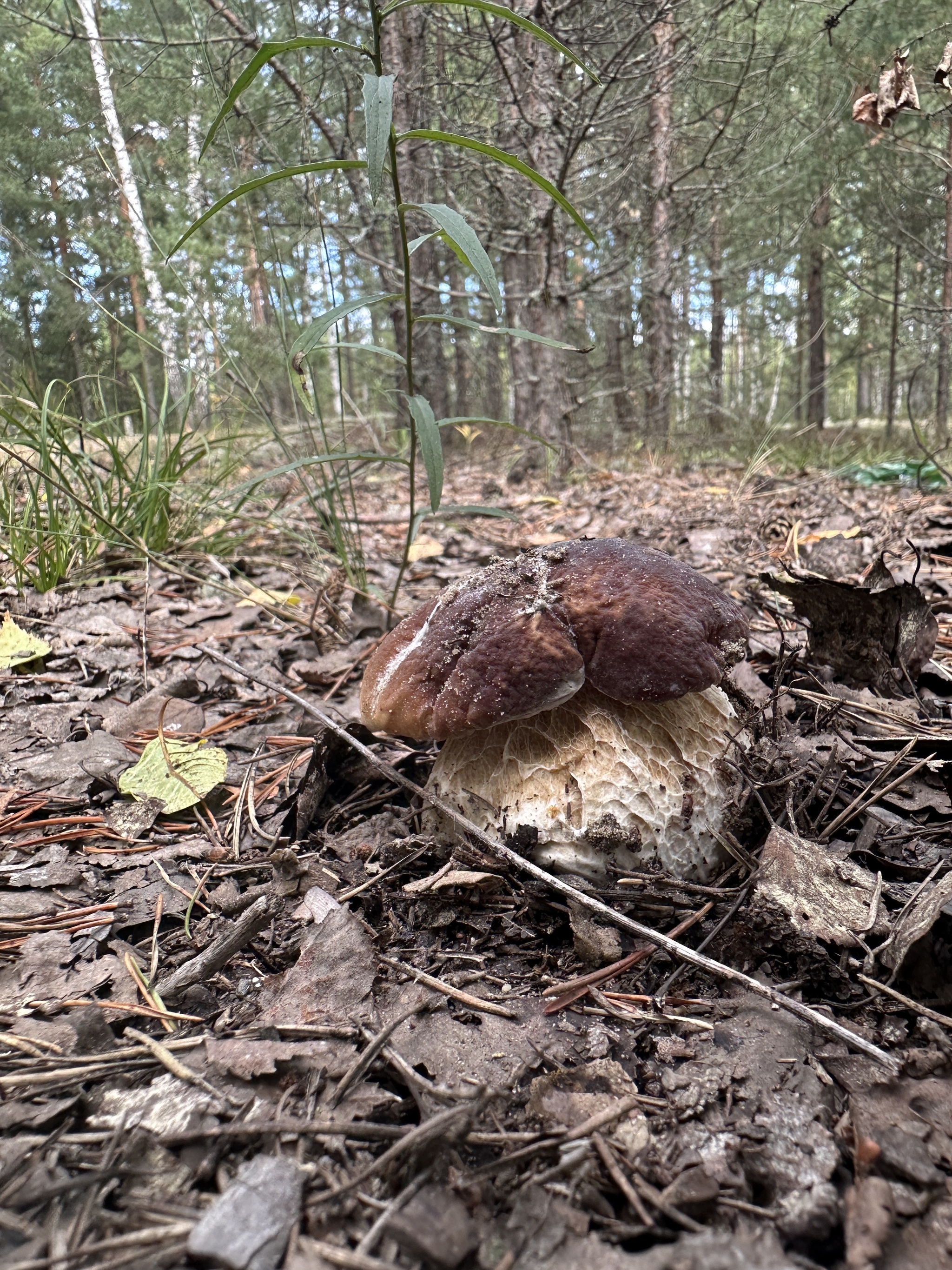 Porcini mushrooms - My, Mushrooms, Forest, Porcini, Nizhny Novgorod Region, Mobile photography, Longpost