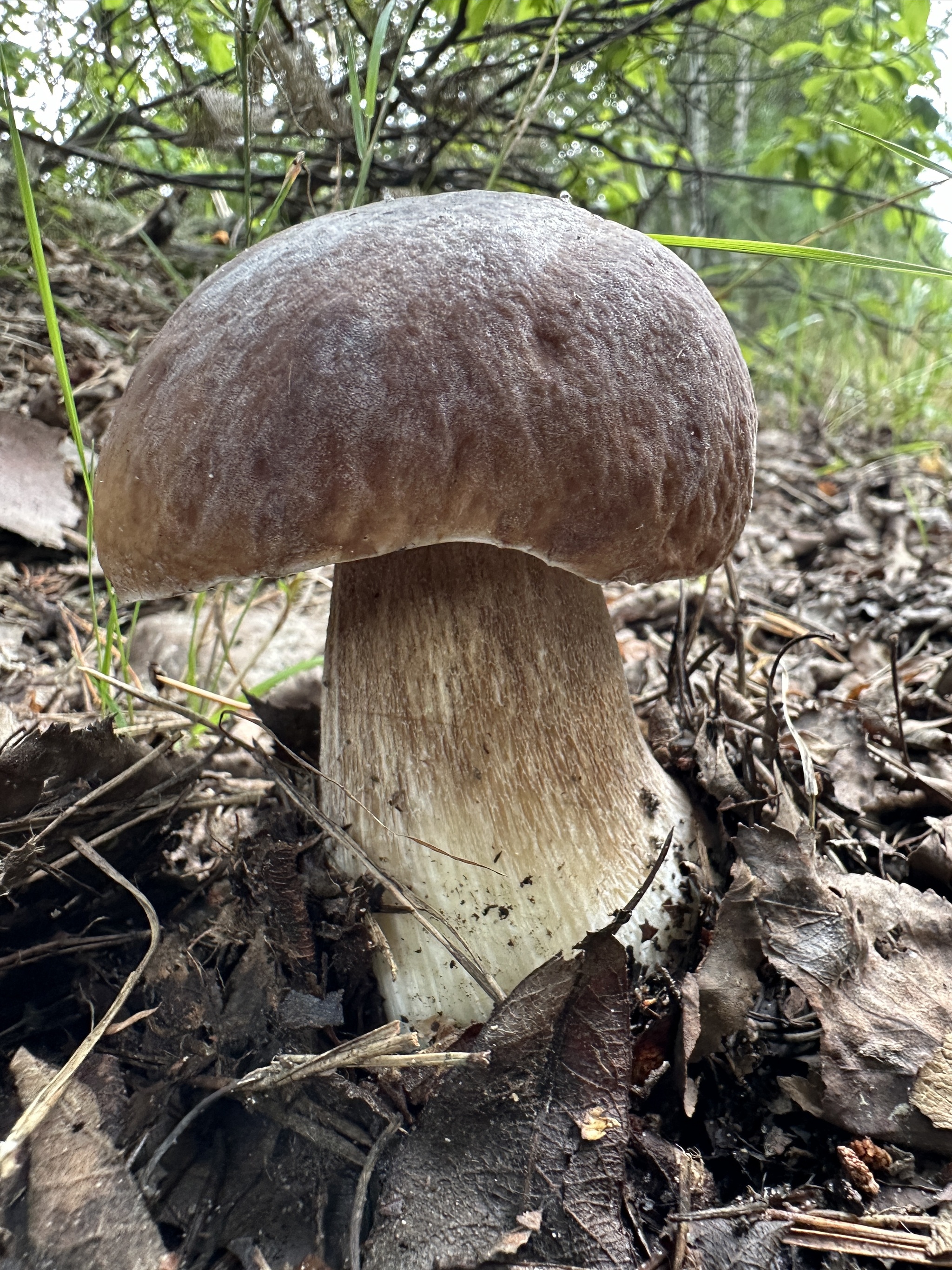 Porcini mushrooms - My, Mushrooms, Forest, Porcini, Nizhny Novgorod Region, Mobile photography, Longpost