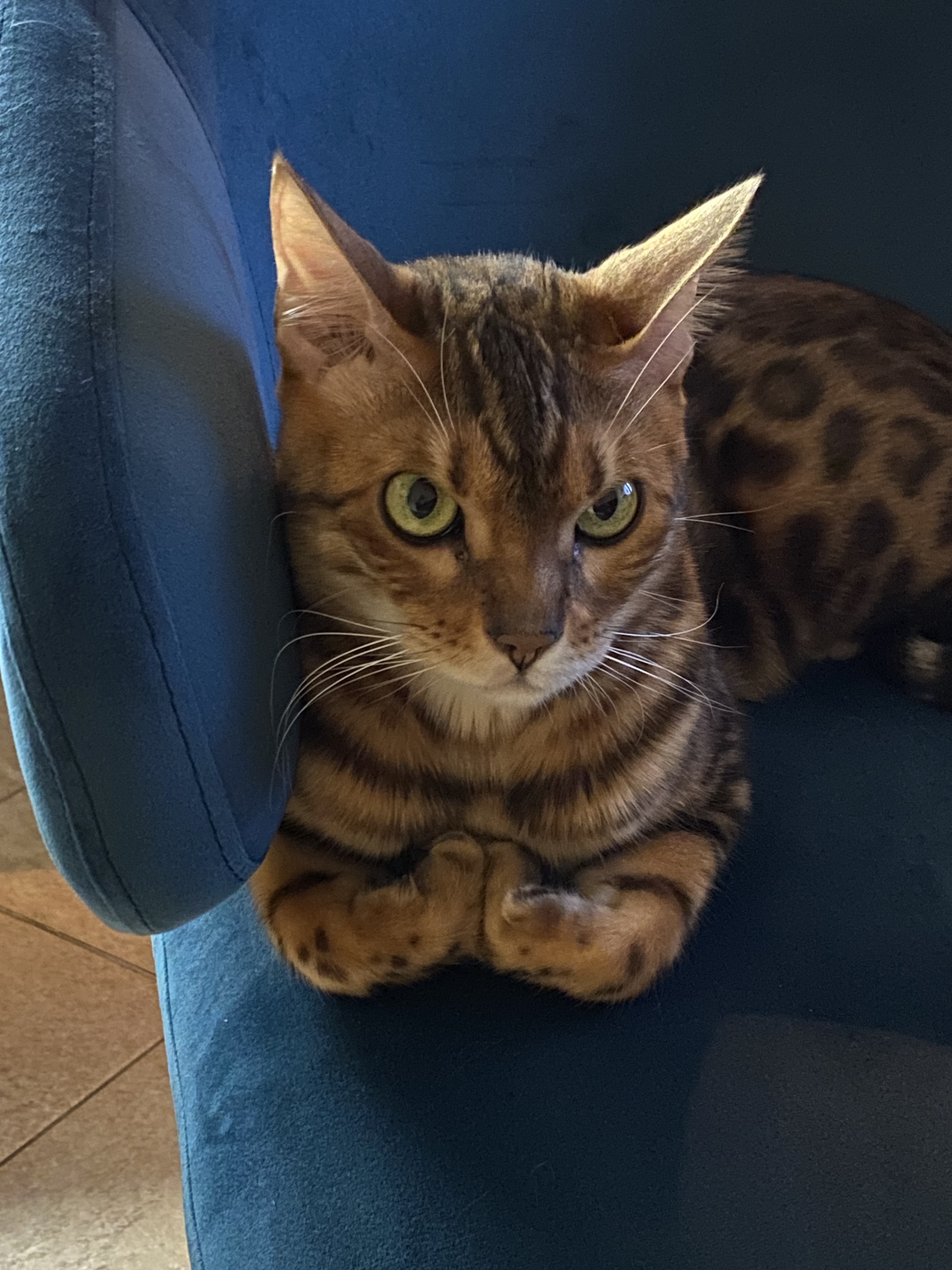 The cat is in good hands - Bengal cat, In good hands, No rating, Longpost, cat, Moscow, A wave of posts