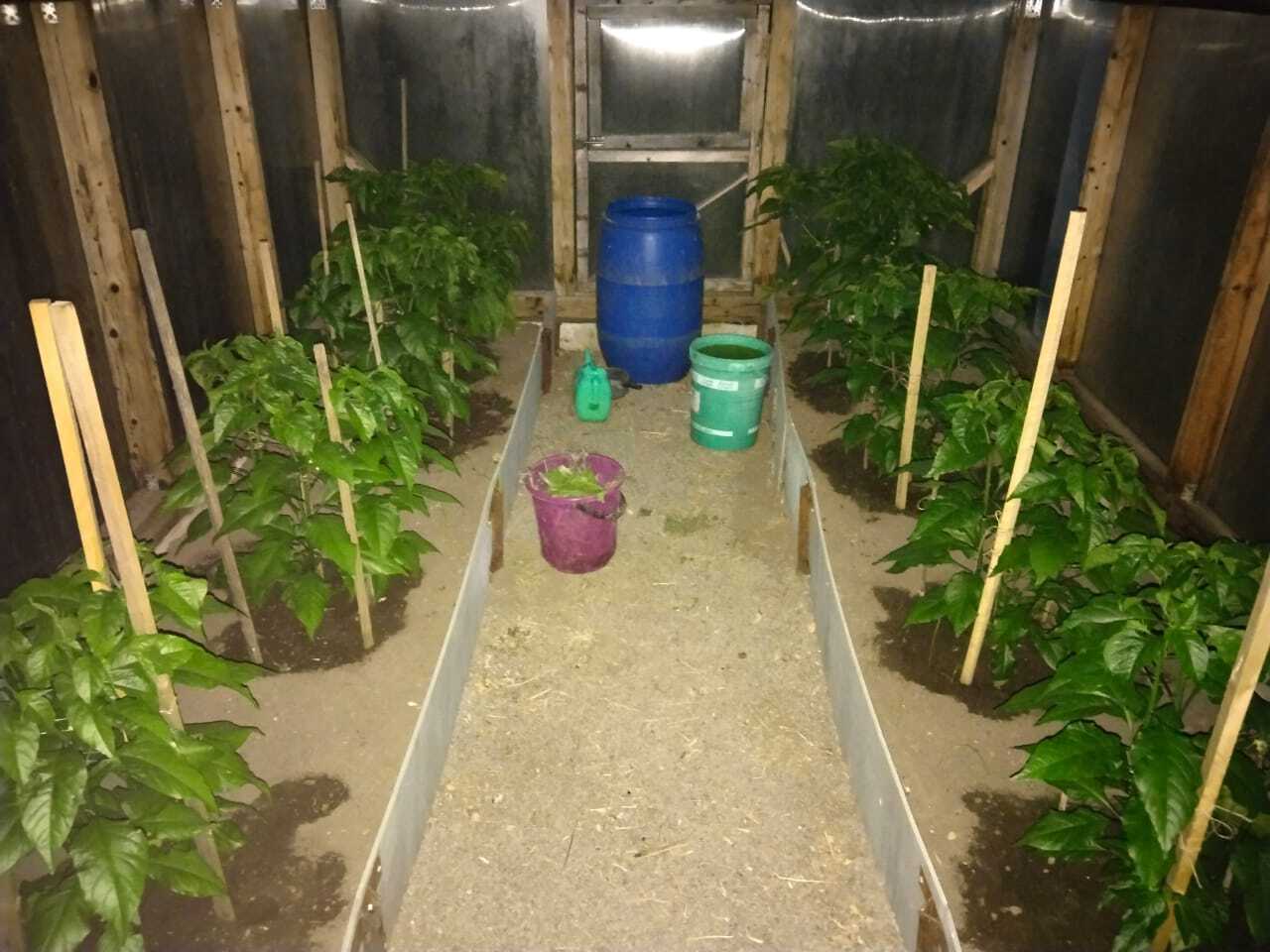 For advice - My, Carolina Reaper, Carolinian Reaper, Hot peppers, Garden beds, Greenhouse, Help, Longpost