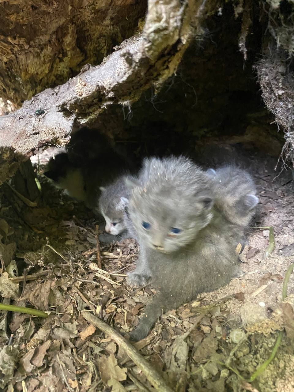 We found kittens in a tree cavity today. Someone left them in the forest - Homeless animals, cat, No rating, In good hands, Animal Rescue, Longpost, Overexposure