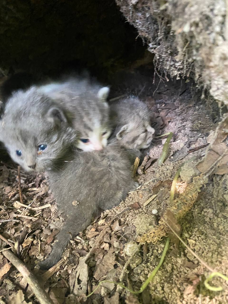 We found kittens in a tree cavity today. Someone left them in the forest - Homeless animals, cat, No rating, In good hands, Animal Rescue, Longpost, Overexposure