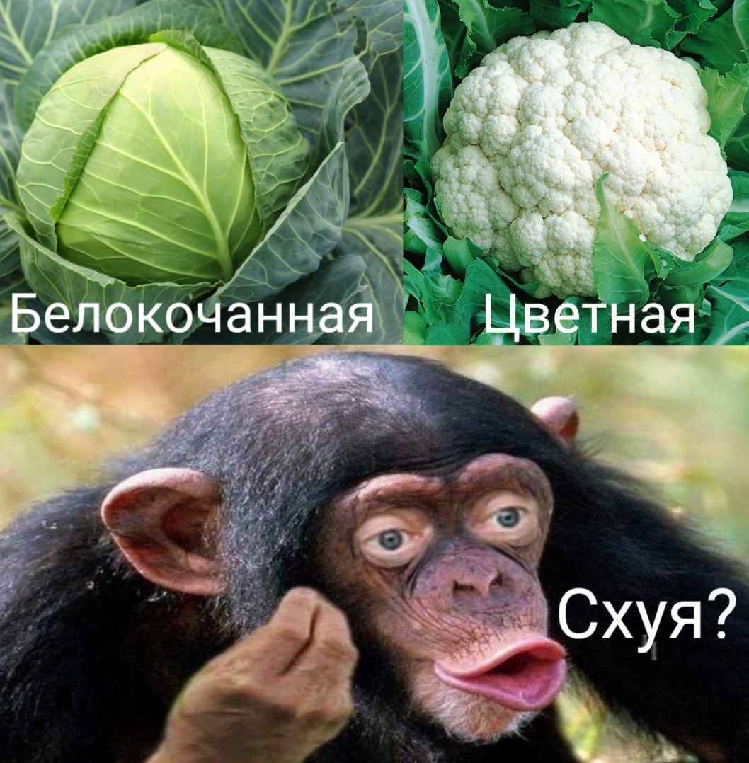 Cabbage, why is that? - Cabbage, Picture with text, Why?, Monkey, Mat, Humor, Cauliflower