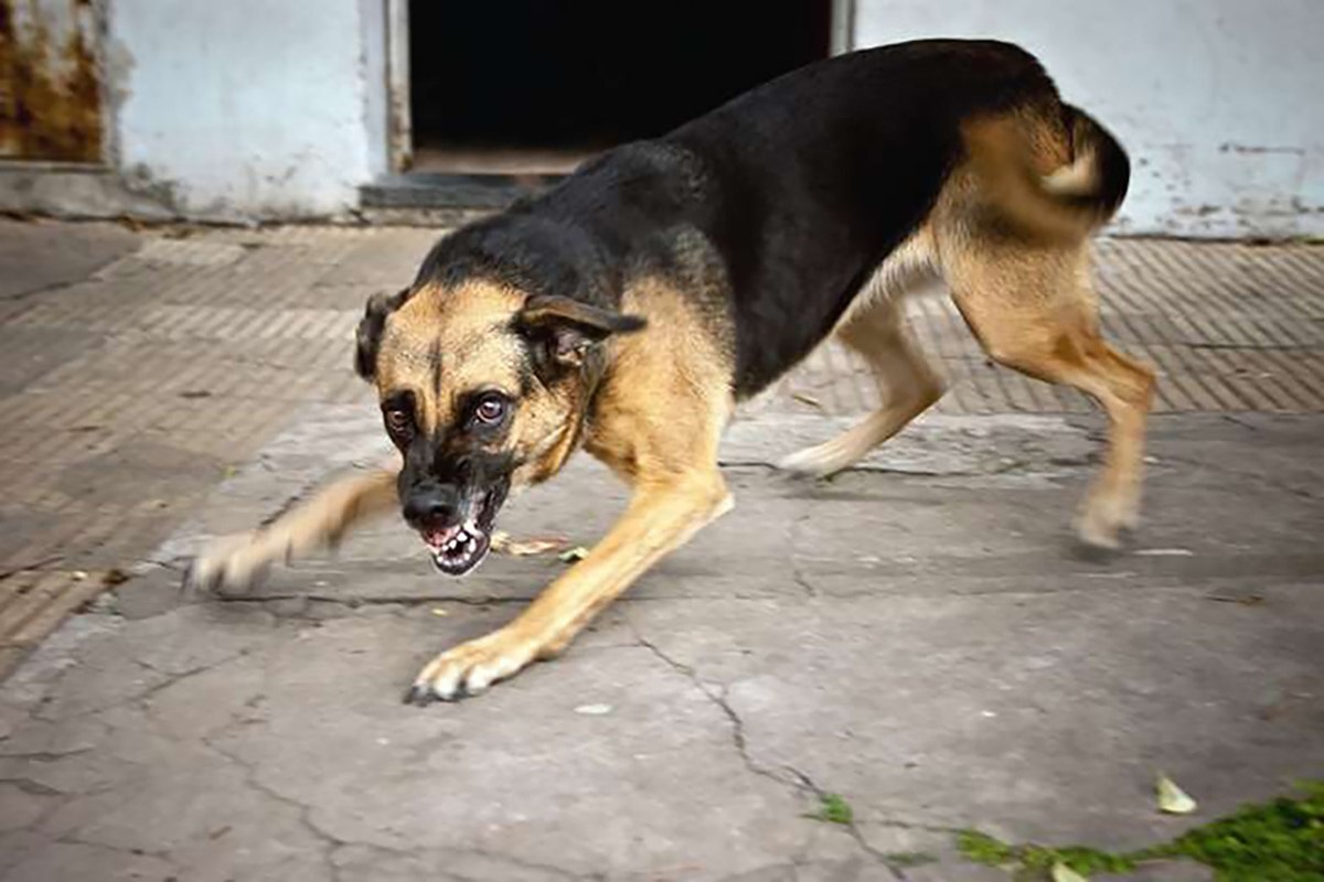 Muscovites will be asked about the fate of stray animals during a test vote - Stray dogs, Moscow, Elections, Vote, Safety, Osvv, Human rights, news, Politics