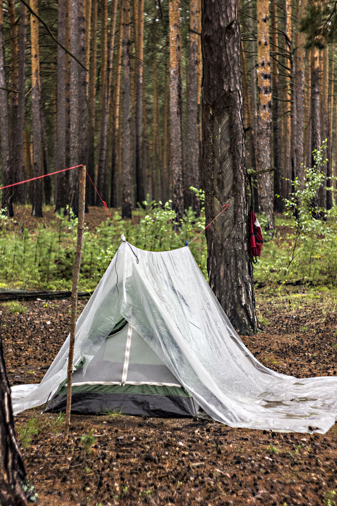 Forest life - Life stories, Village, Rook, Longpost