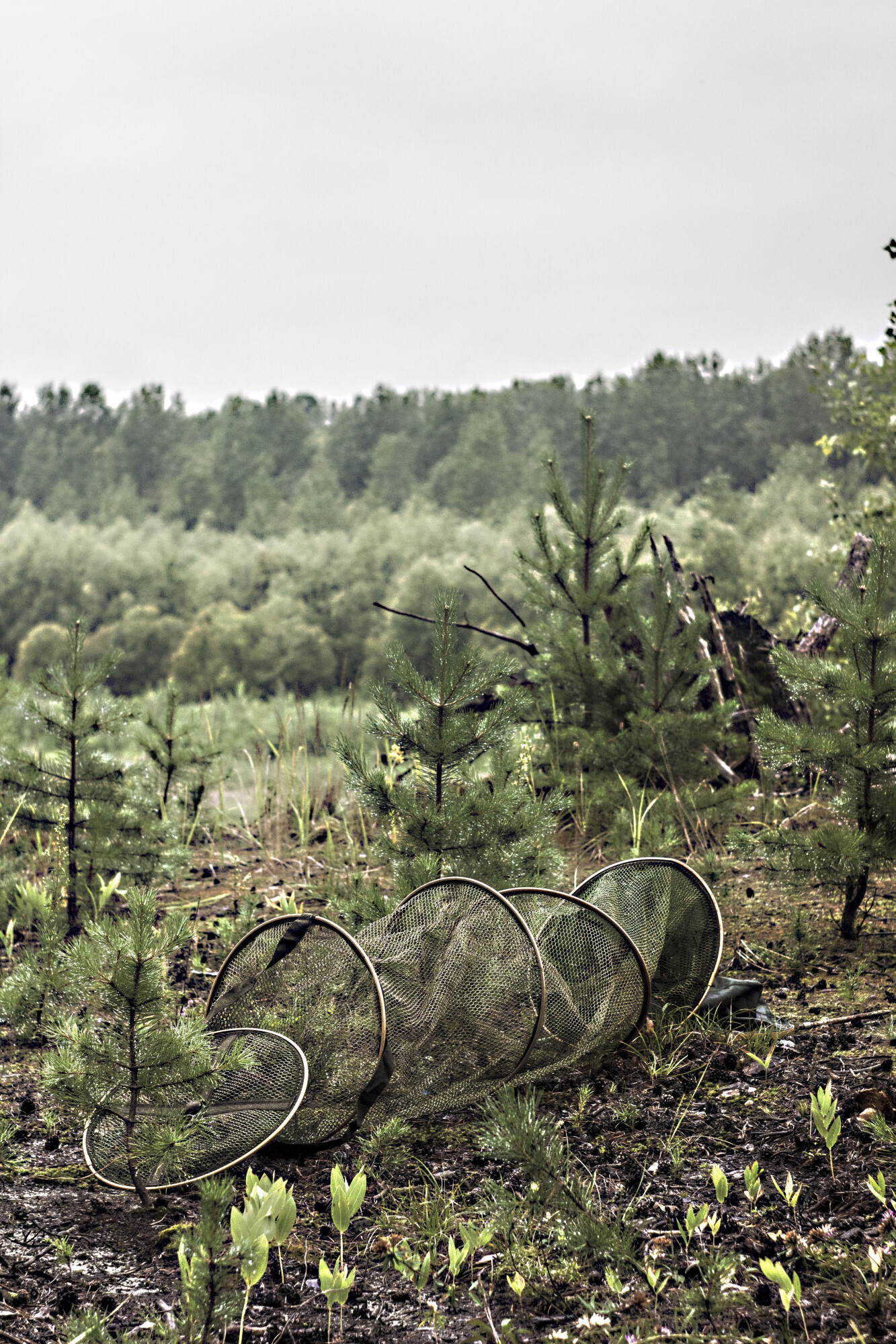 Forest life - Life stories, Village, Rook, Longpost