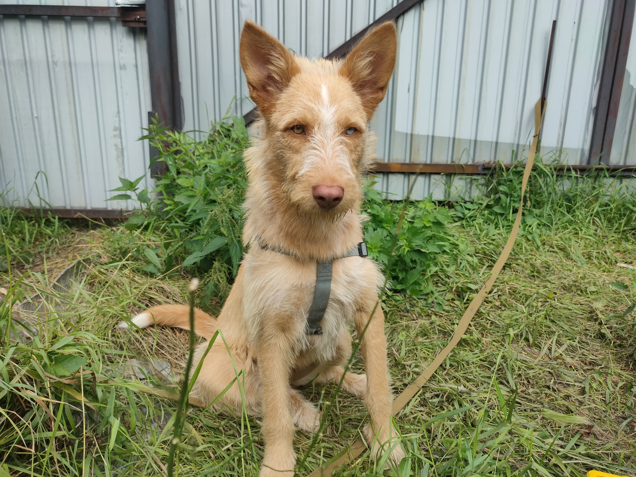 The puppy is being adjusted, 7 months old, trained to walk, sterilized, not on a chain! - In good hands, Dog, Cur, Chelyabinsk, Chelyabinsk region, My house, Animals, Pets, Longpost