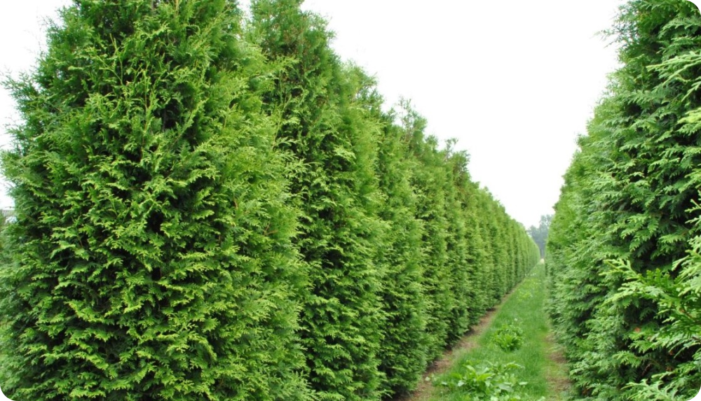 Thuja occidentalis Brabant - My, Gardening, Plants, Biology, Garden, Longpost