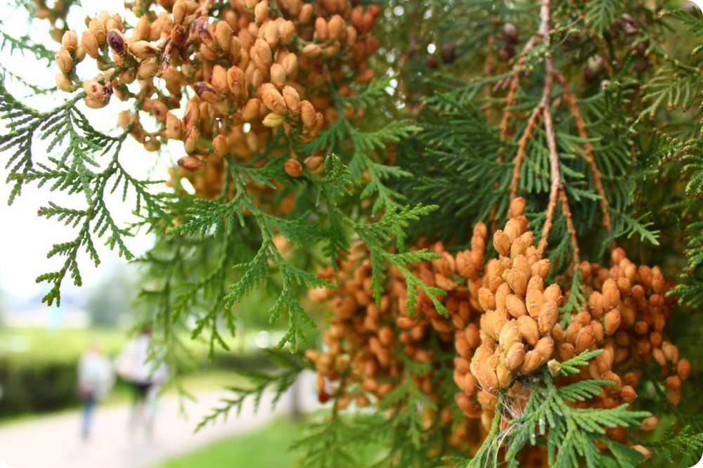 Thuja occidentalis Brabant - My, Gardening, Plants, Biology, Garden, Longpost