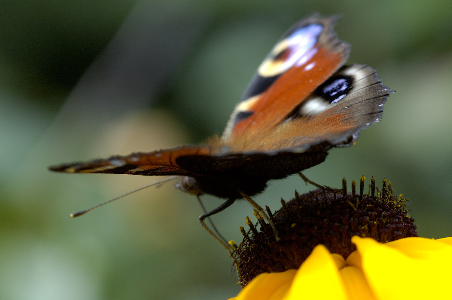 At the start - My, Sarcasm, Humor, The photo, Butterfly