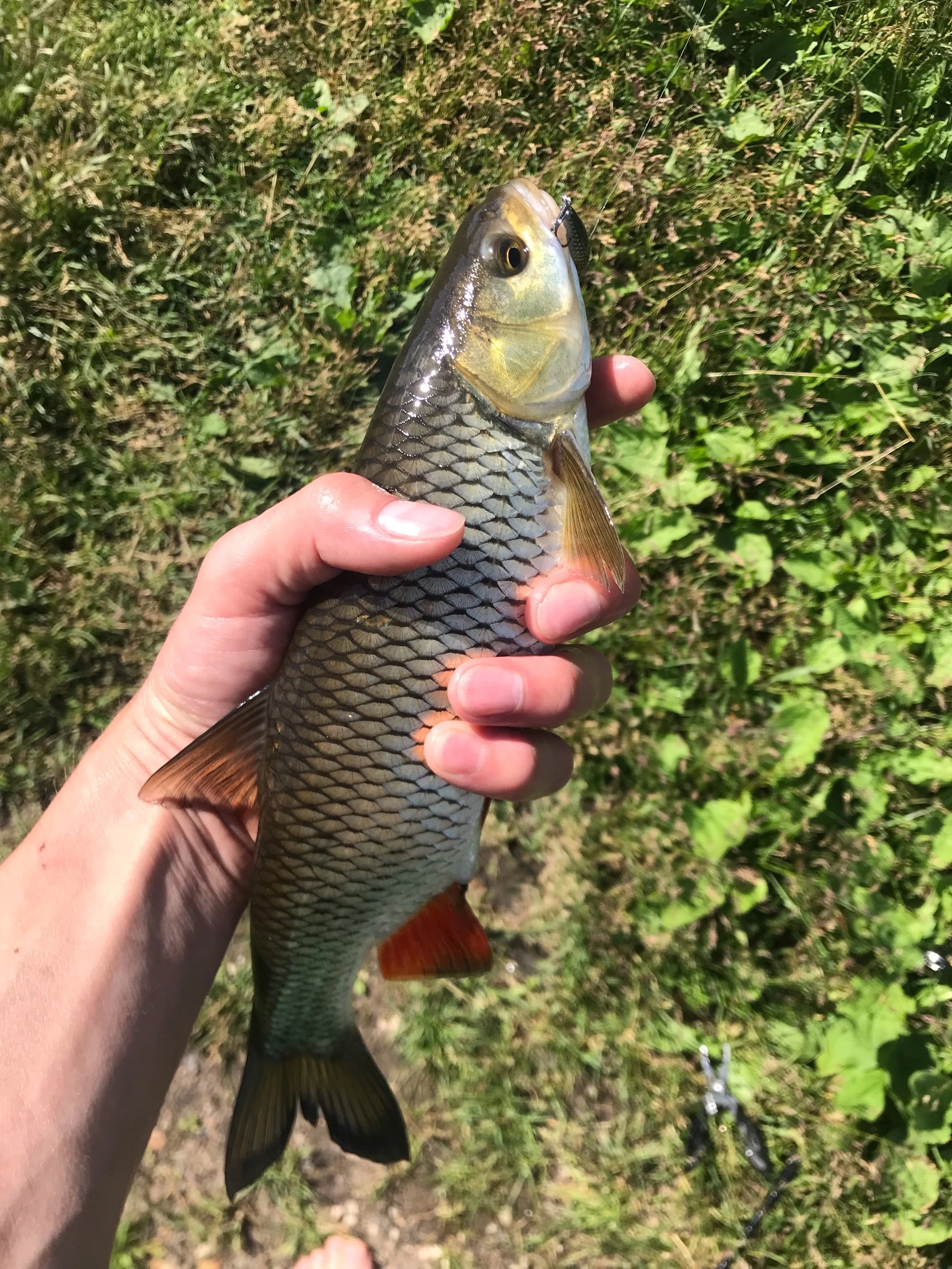 Chub and perch - fishing with one wobbler - My, Fishing, Catch, Longpost, The photo