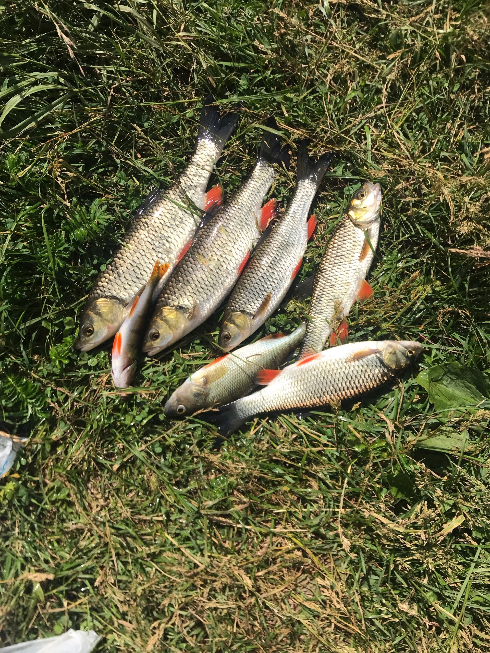 Chub and perch - fishing with one wobbler - My, Fishing, Catch, Longpost, The photo