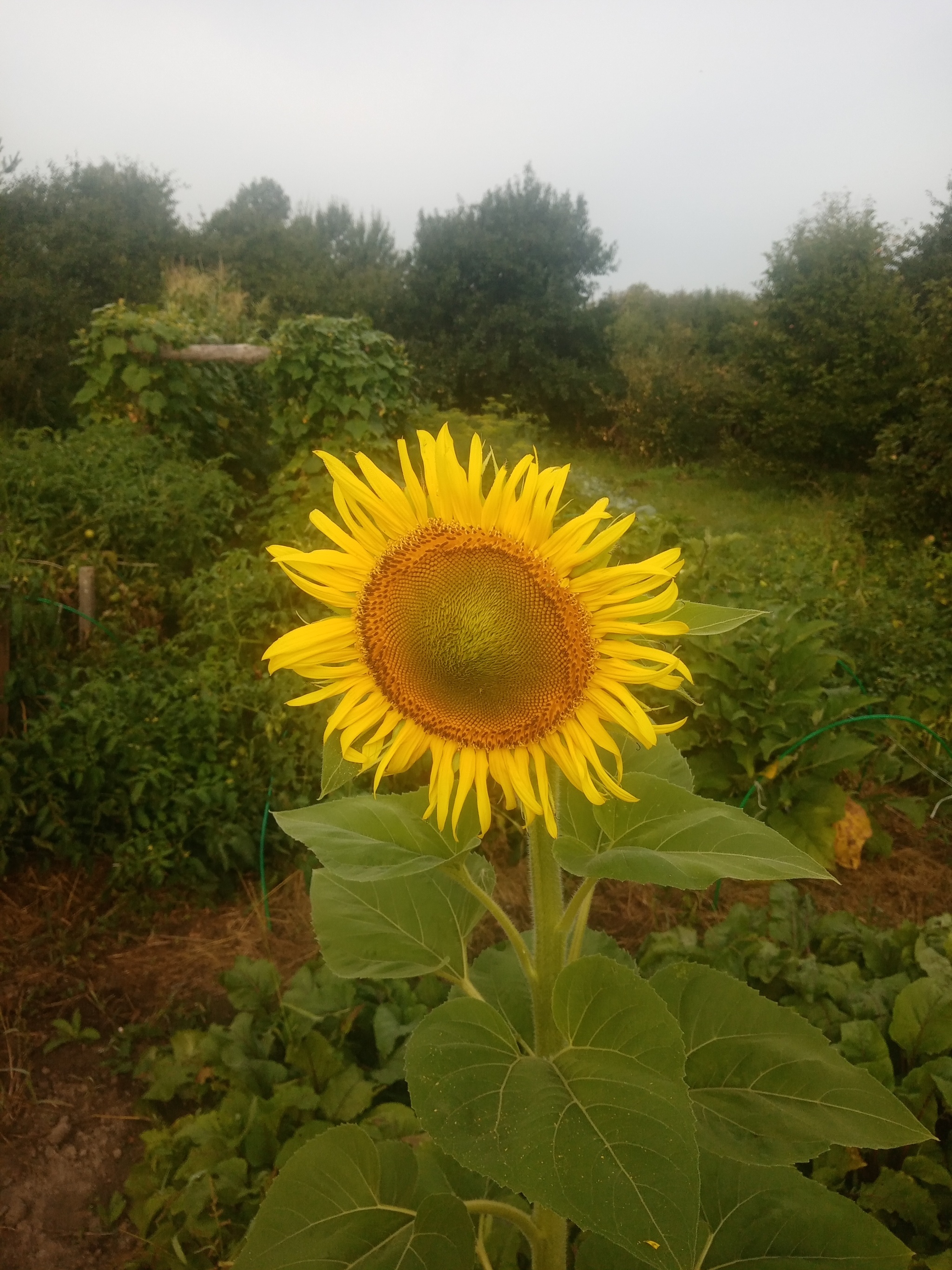 Foggy morning - My, Morning, Fog, Flowers, Longpost, Sunflower, The photo