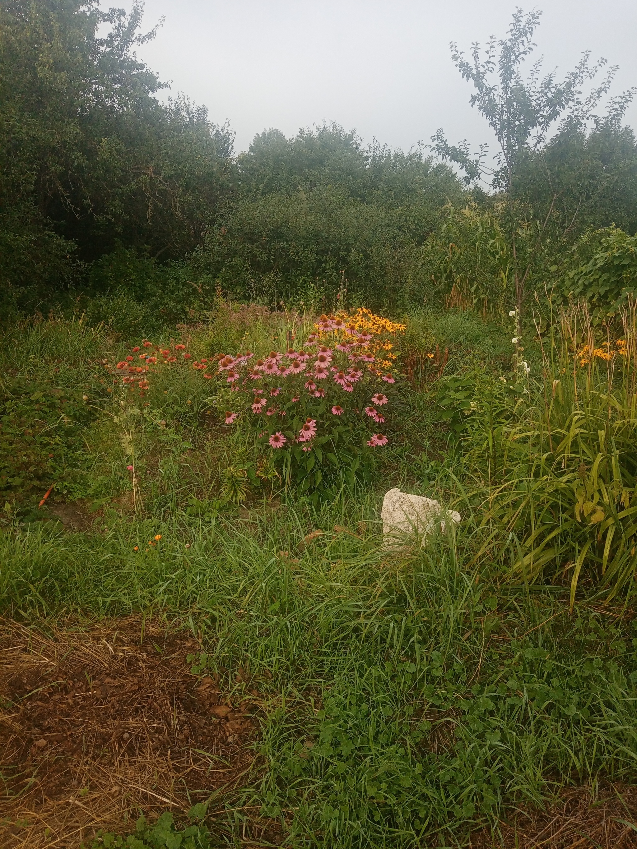 Foggy morning - My, Morning, Fog, Flowers, Longpost, Sunflower, The photo