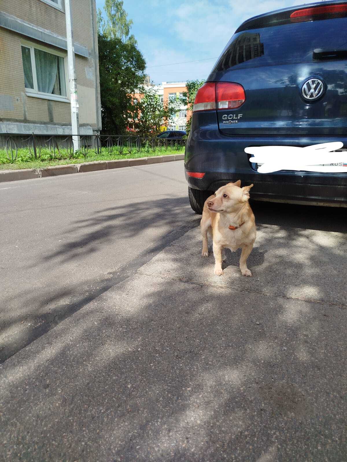 Who lost a dog!? - No rating, Lost, The dog is missing, Dog, Found a dog, Saint Petersburg