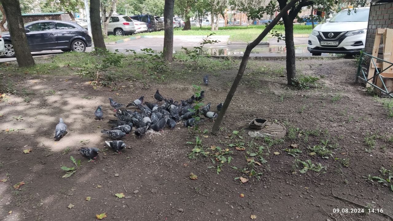 Feeding pigeons in the city - Question, Ask Peekaboo, Video, Vertical video, Longpost