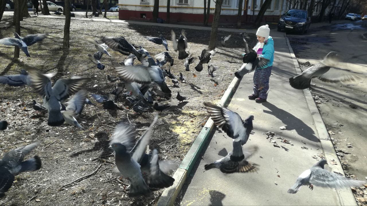 Feeding pigeons in the city - Question, Ask Peekaboo, Video, Vertical video, Longpost