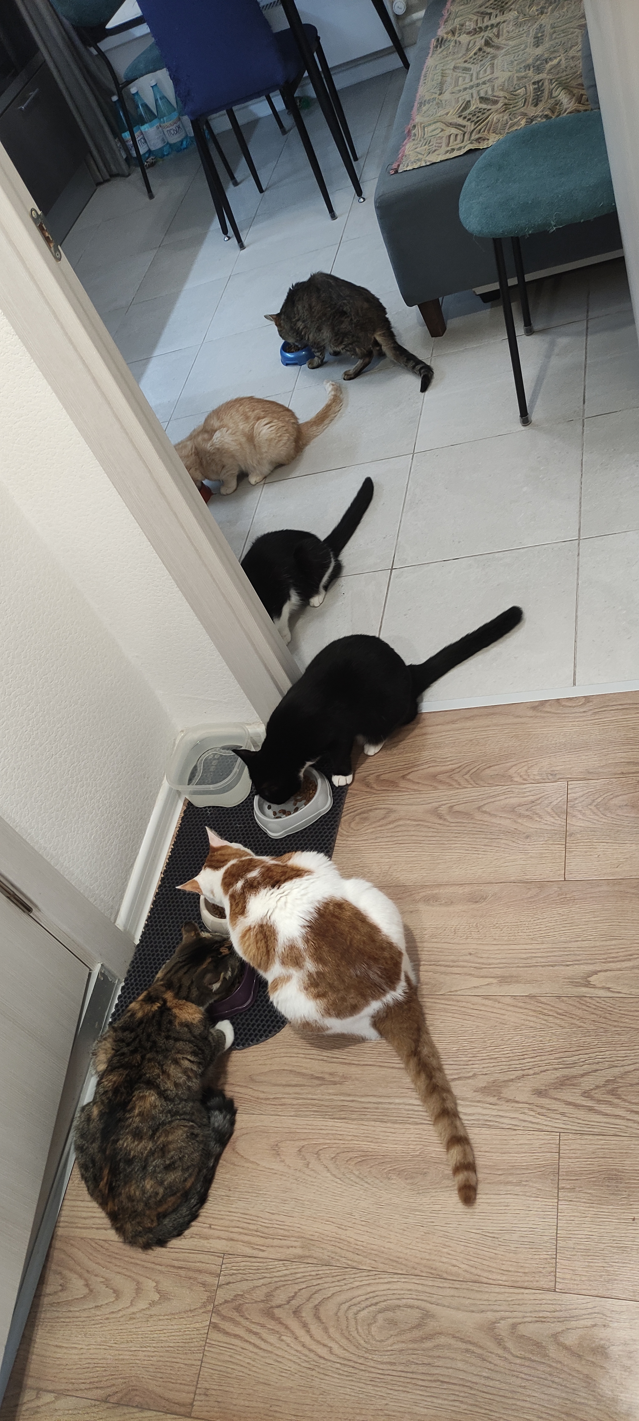 It's feeding time - My, cat, Cat lovers, Feeding, Herd, Mobile photography, Pet the cat, Longpost, Pets