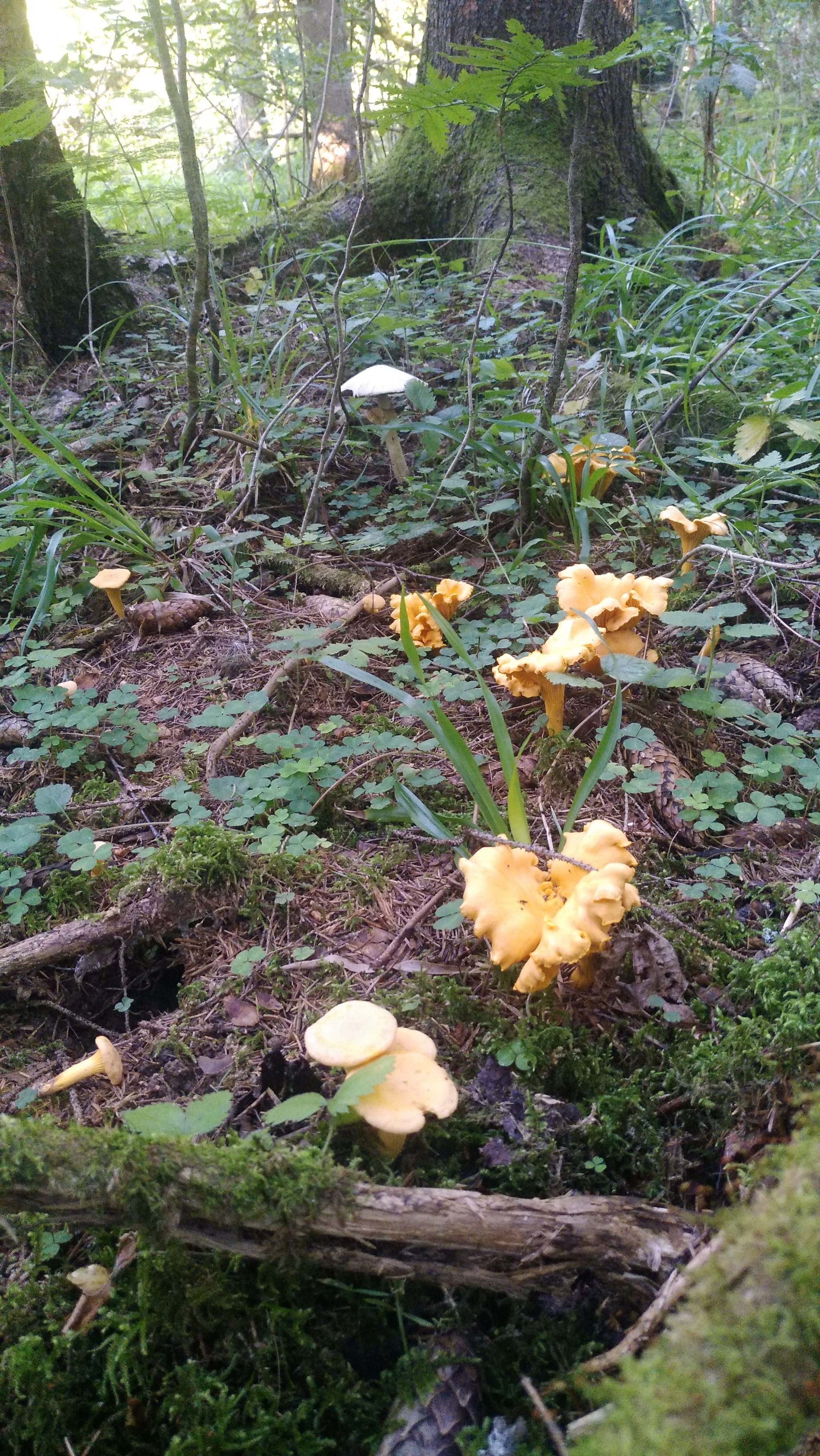 Some Thursday fresh mushrooms) - My, Mobile photography, Mushrooms, The nature of Russia, Moscow region, Longpost