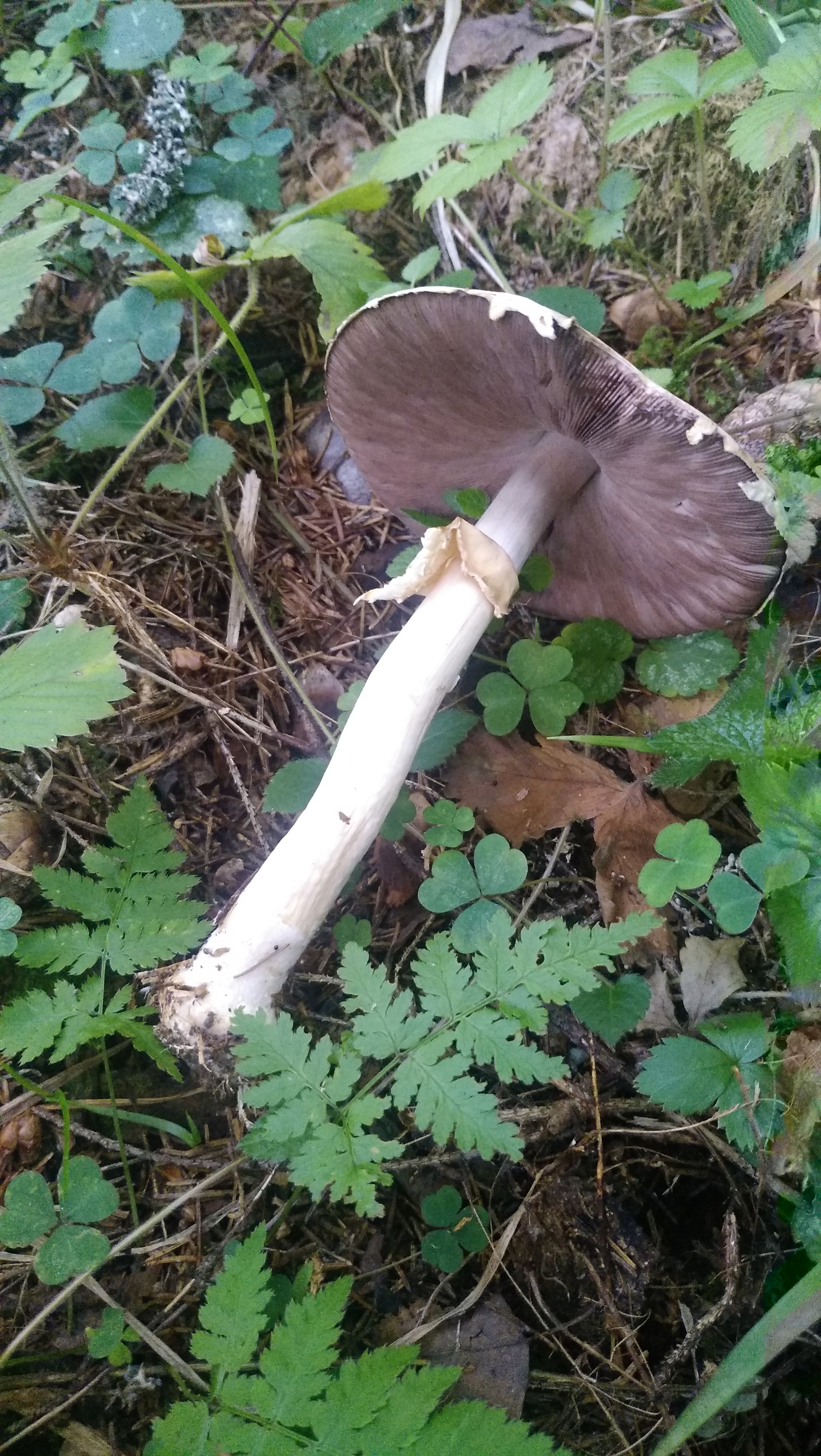 Some Thursday fresh mushrooms) - My, Mobile photography, Mushrooms, The nature of Russia, Moscow region, Longpost