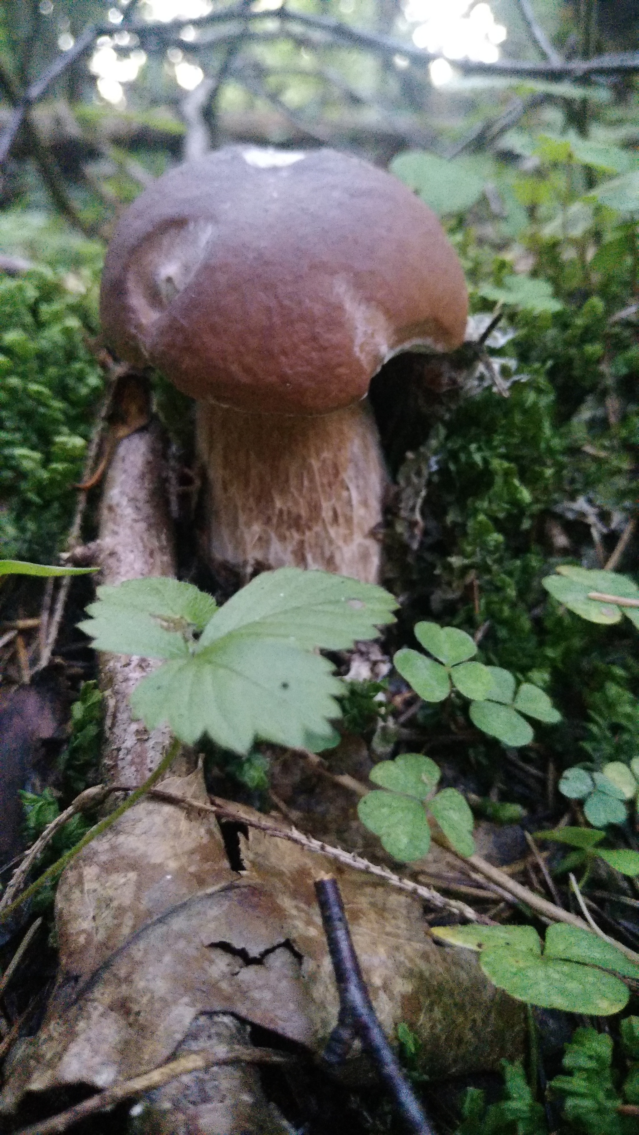 Some Thursday fresh mushrooms) - My, Mobile photography, Mushrooms, The nature of Russia, Moscow region, Longpost